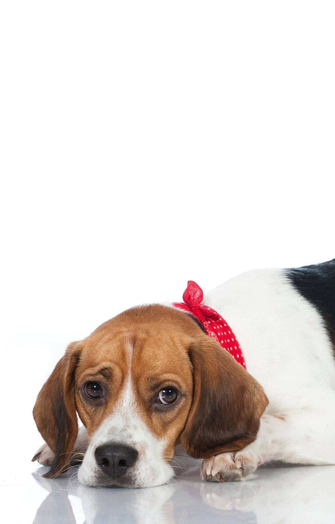 Perro Beagle Triste Fondos de pantalla
