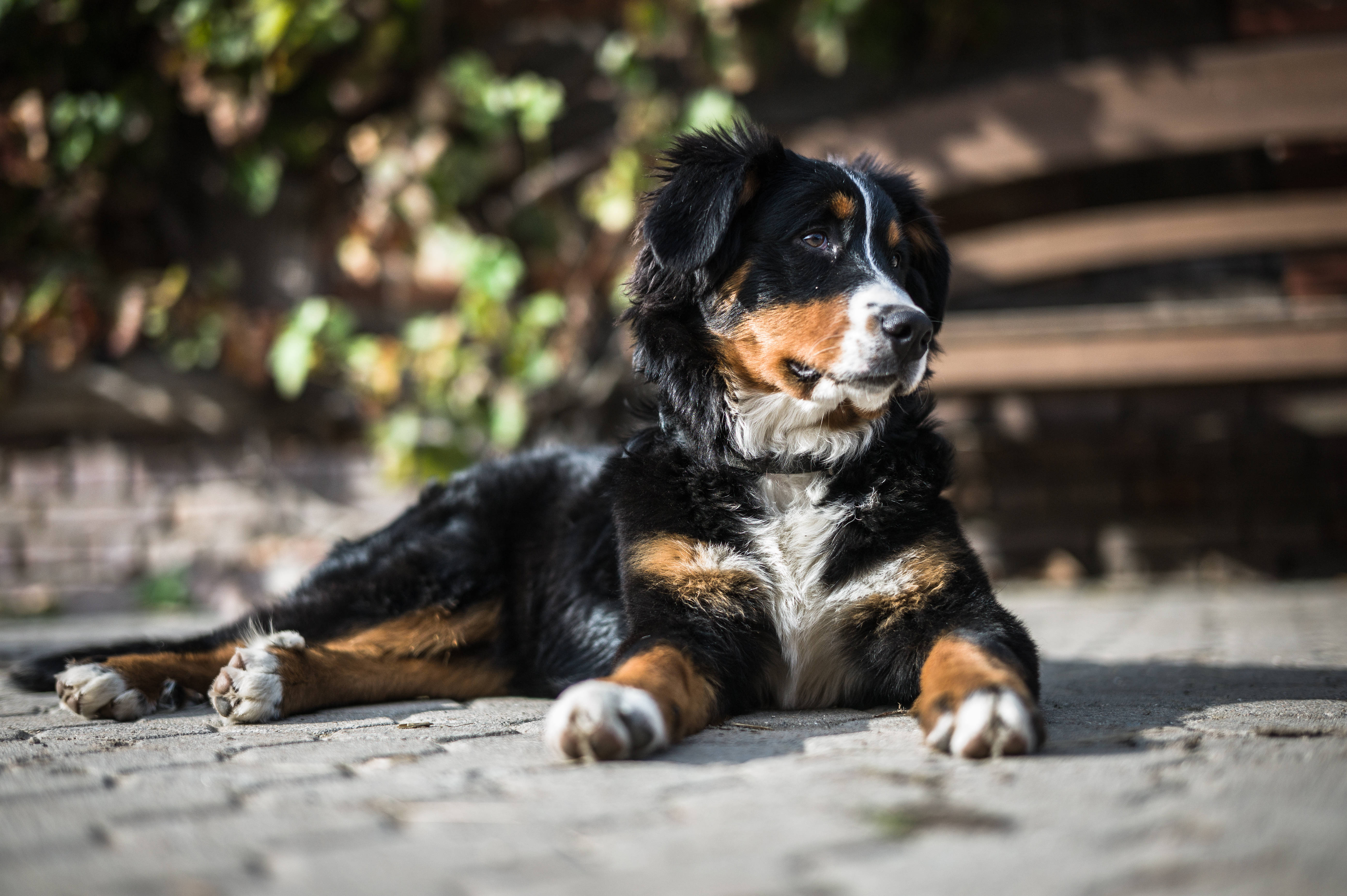 Perro Bernés Lindo Bajo el Sol Fondos de pantalla