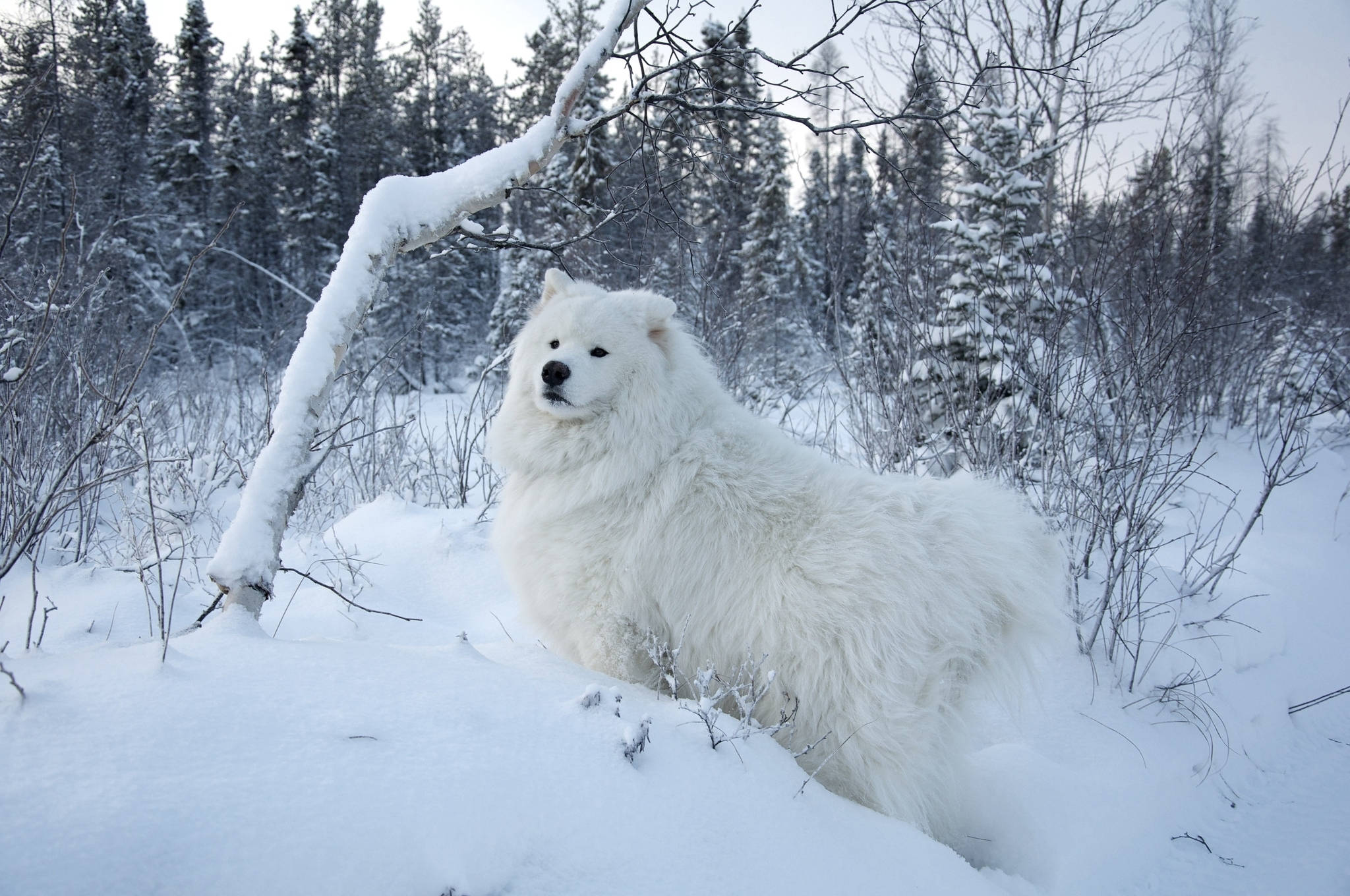 Perro Blanco en Invierno Fondos de pantalla
