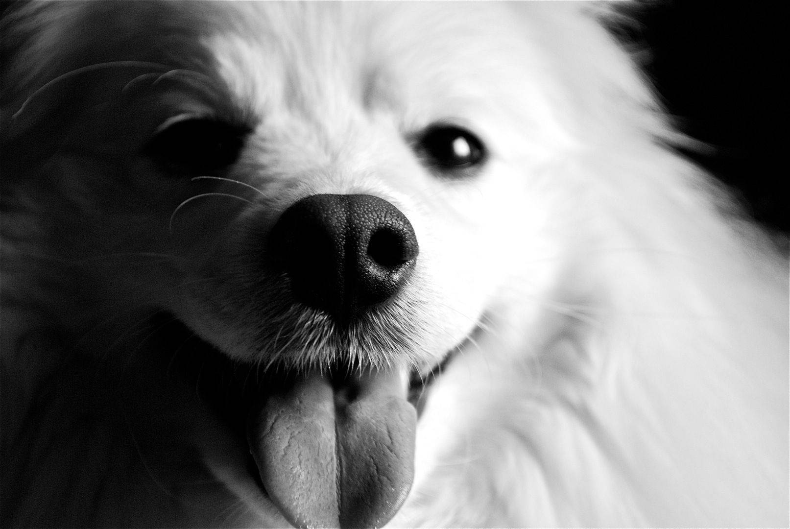 Perro blanco y negro con lengua afuera Fondos de pantalla