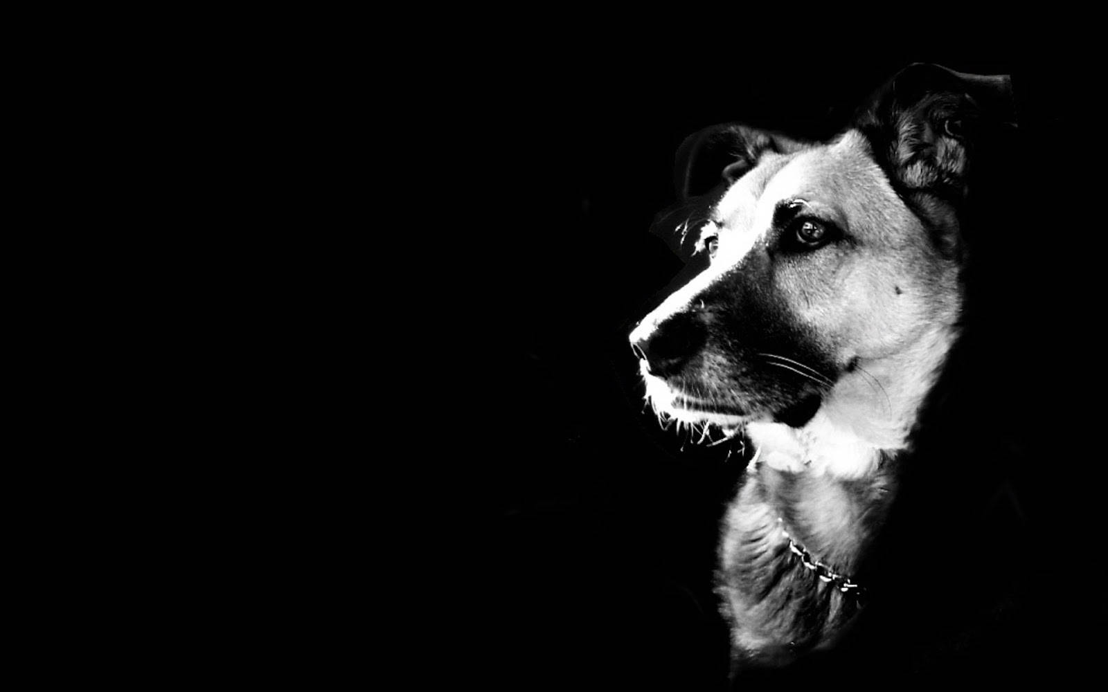 Perro blanco y negro genial Fondos de pantalla