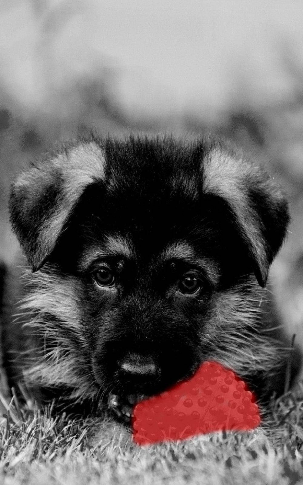 Perro Blanco y Negro Juega con Pelota Roja Fondos de pantalla