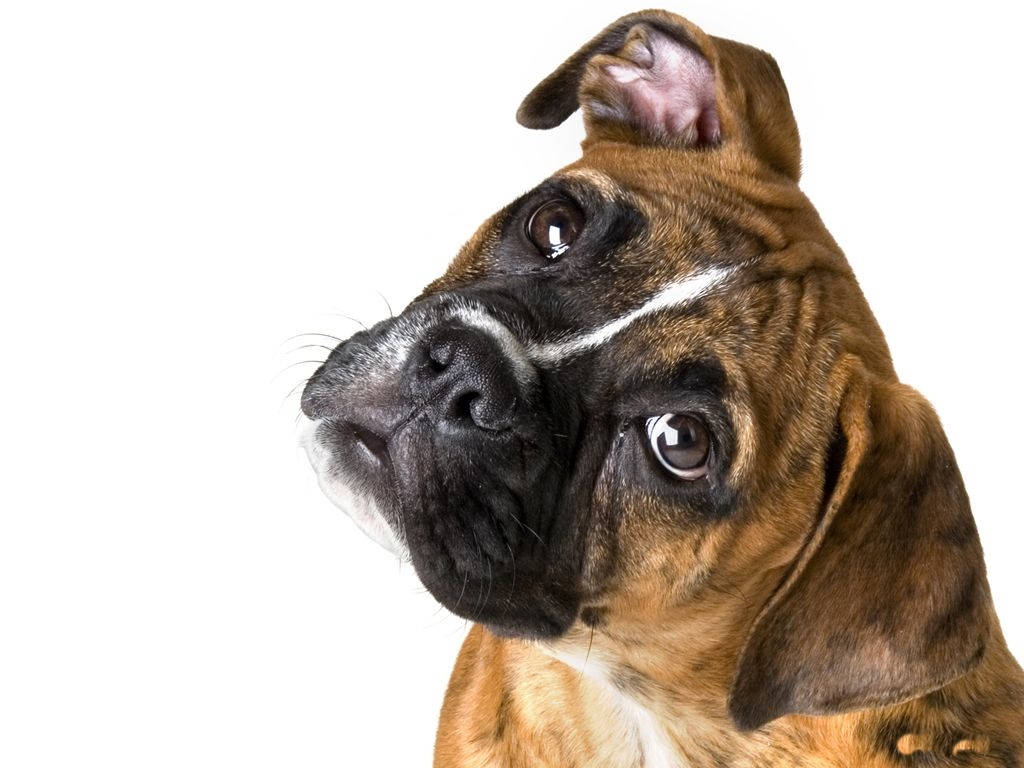 Perro Boxer con Cabeza Inclinada Fondos de pantalla
