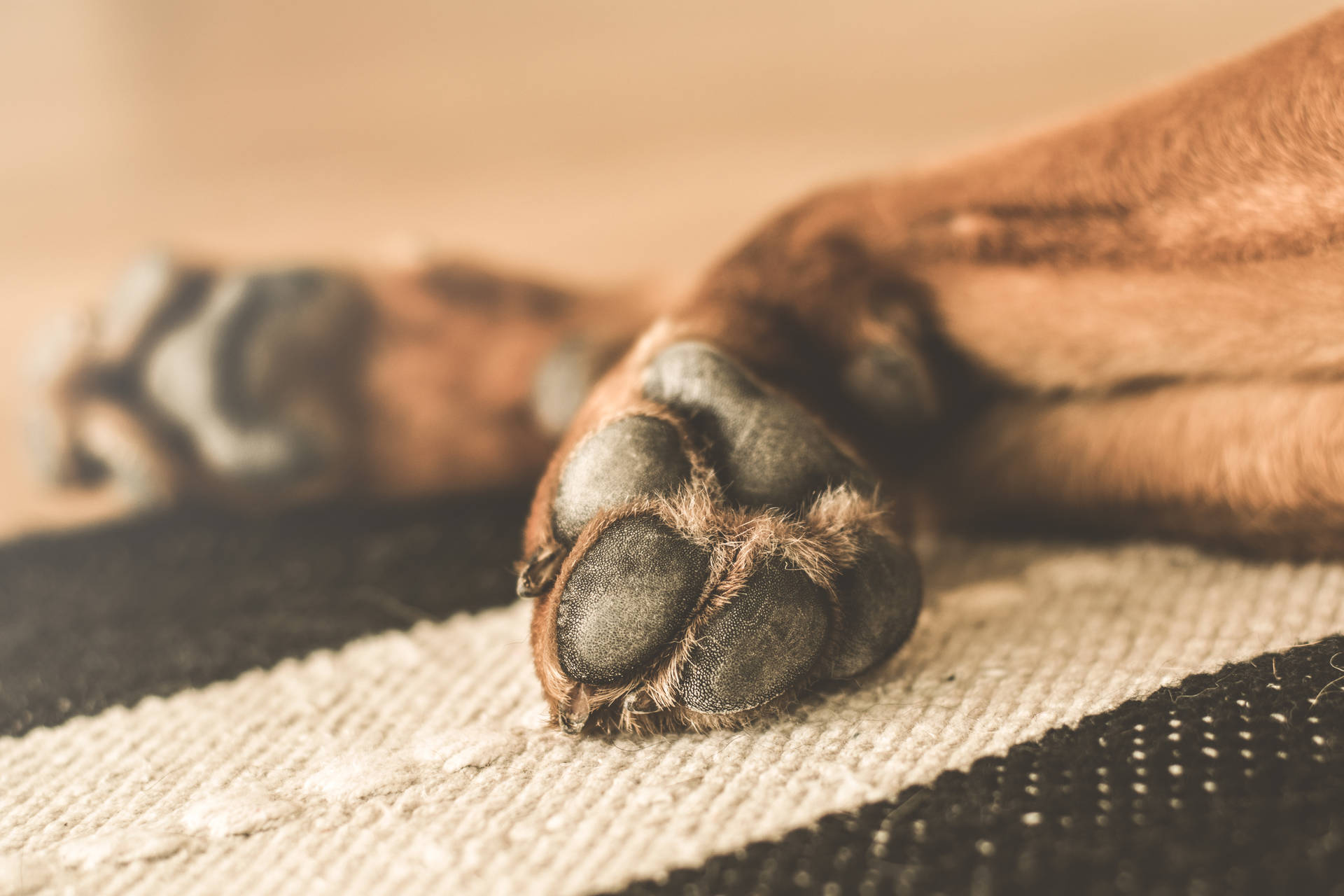 Fondo de pantalla de perro café con patas sobre alfombra de rayas