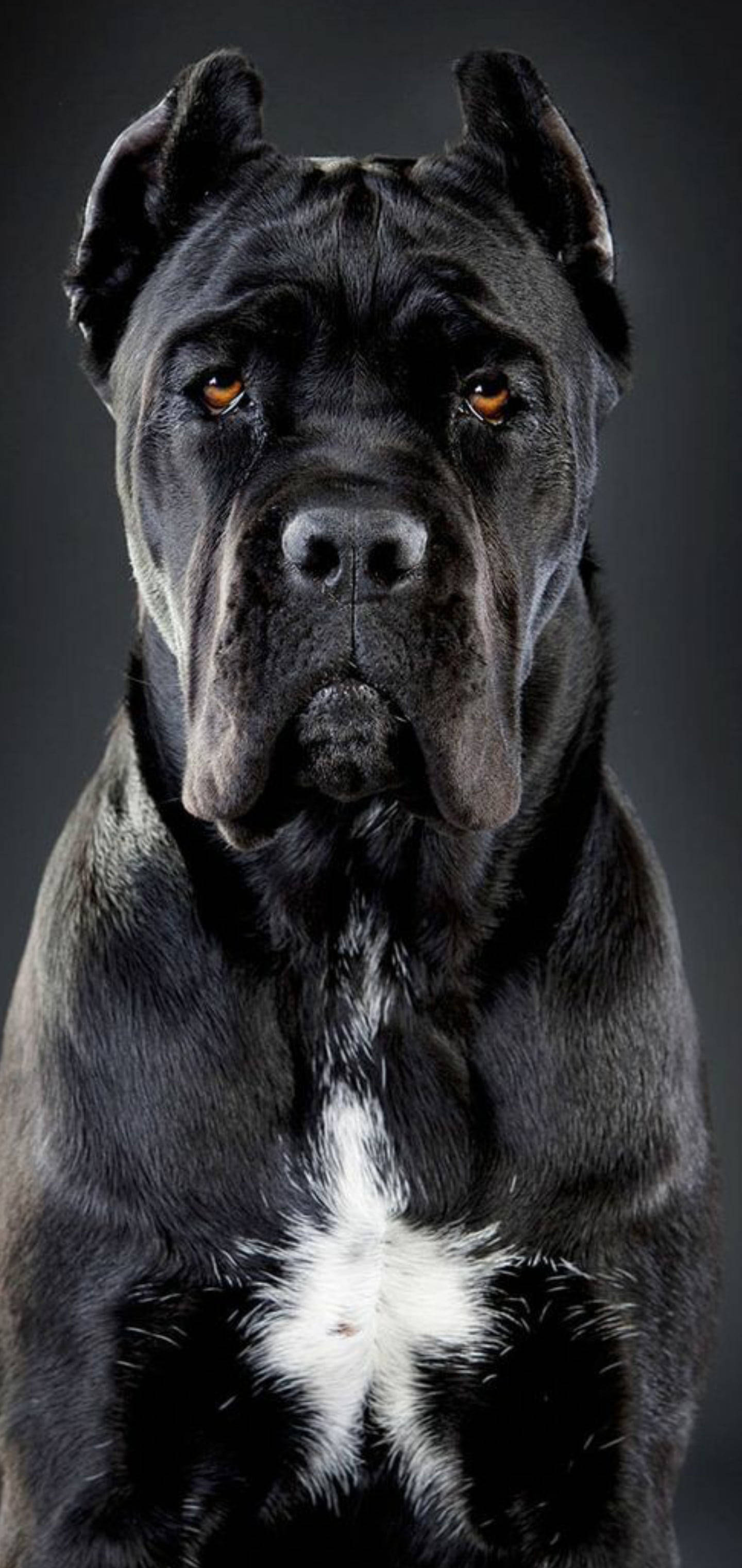 Perro Cane Corso Guapo Fondos de pantalla