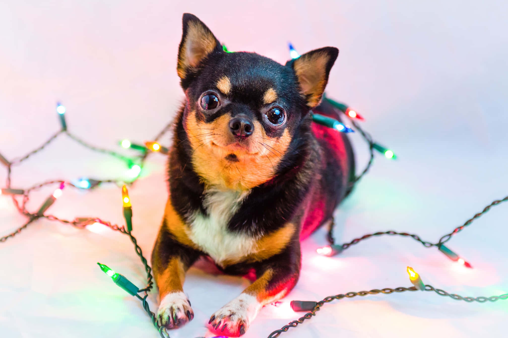 Perro Chihuahua Negro Jugando con Luces Navideñas Fondos de pantalla