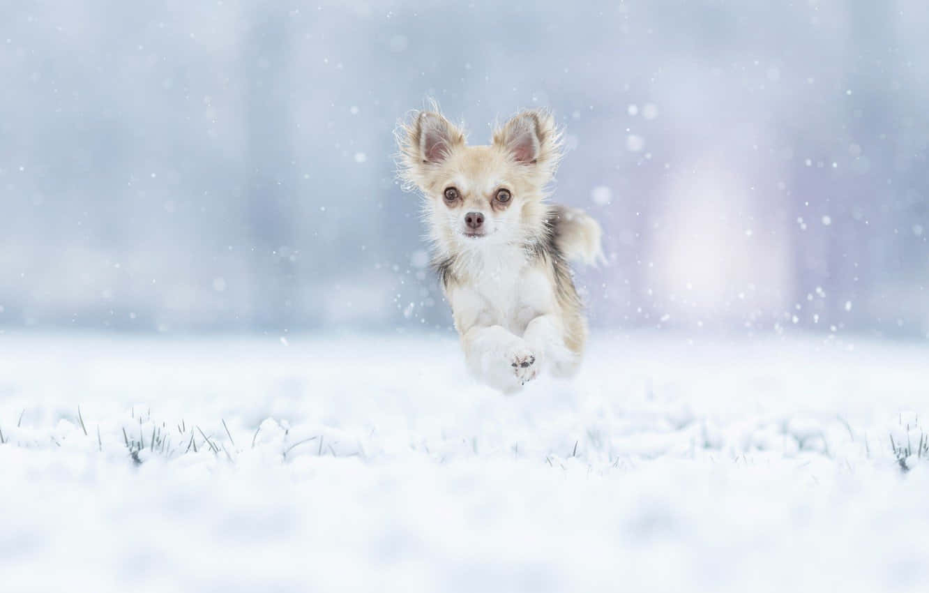 Perro Chihuahua Saltando en Invierno Fondos de pantalla