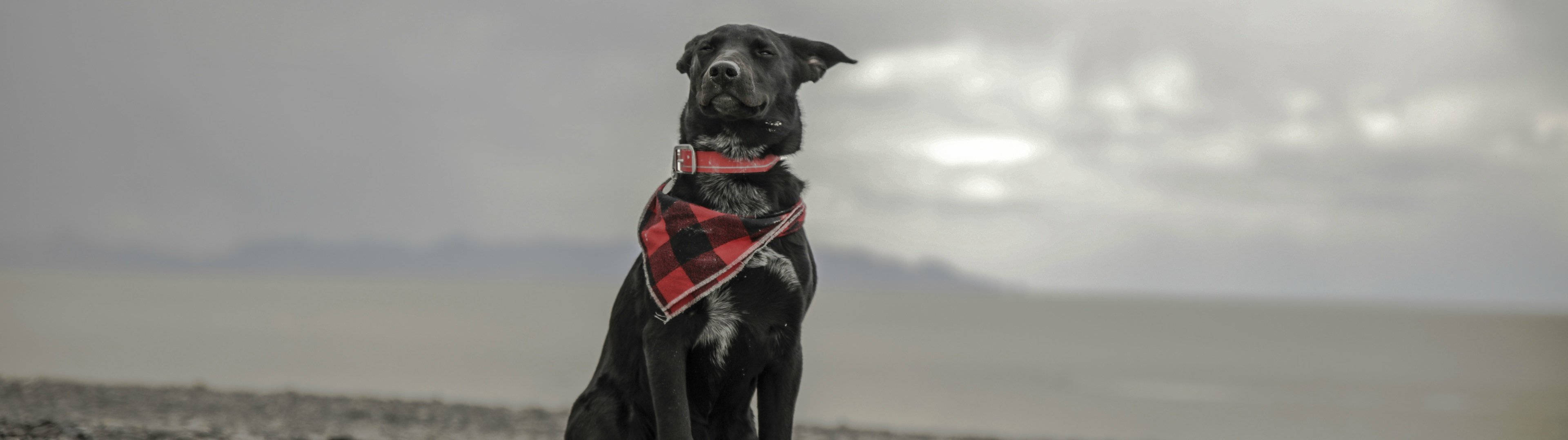 Perro con bufanda en 4K 3840x1080 Fondos de pantalla