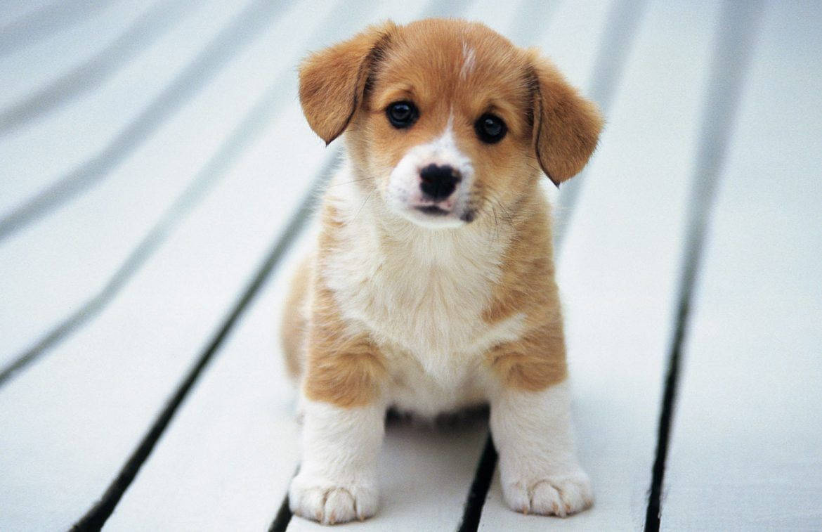 Perro Corgi Curioso y Lindo Fondos de pantalla