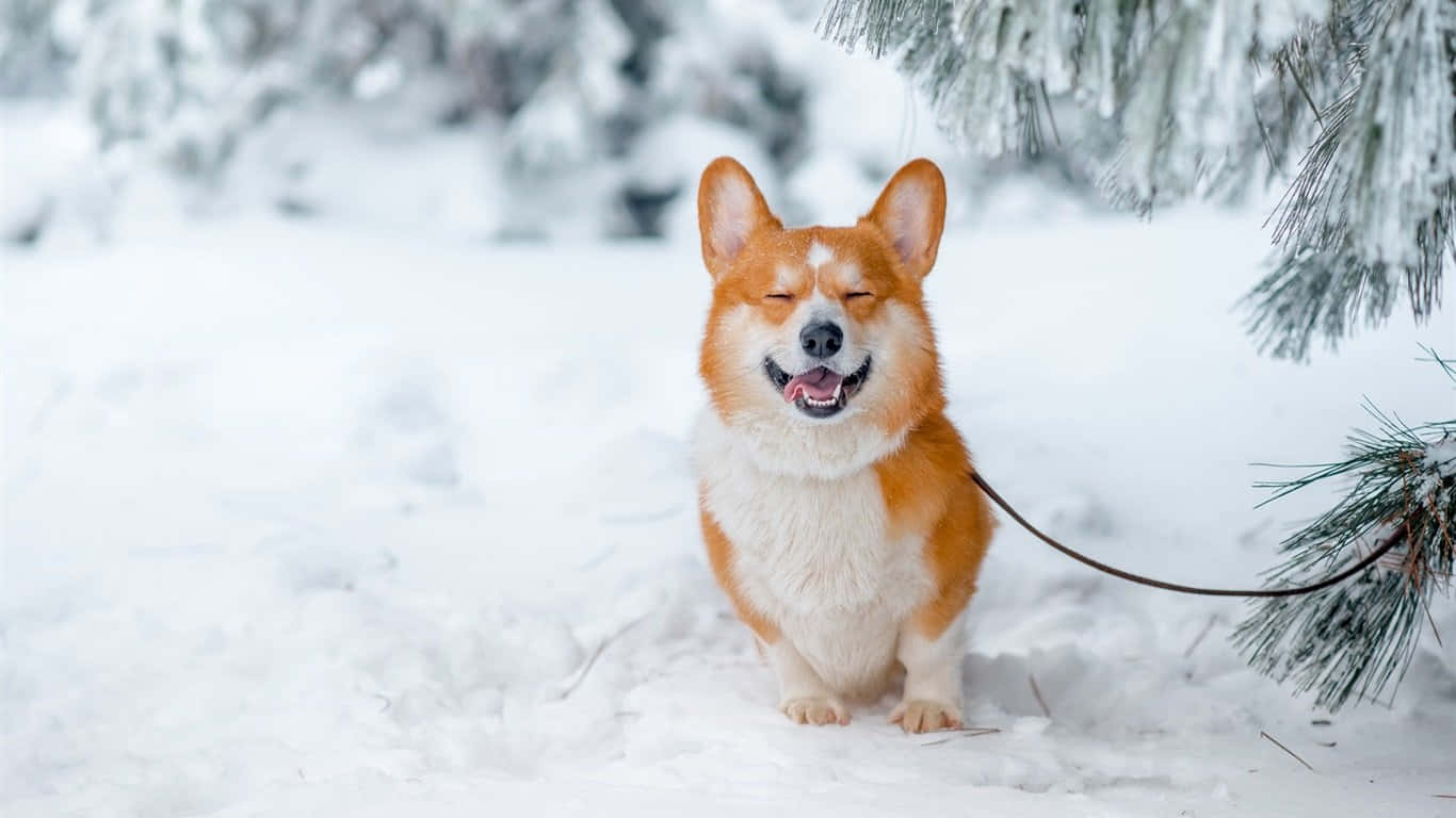Perro Corgi de Invierno Fondos de pantalla
