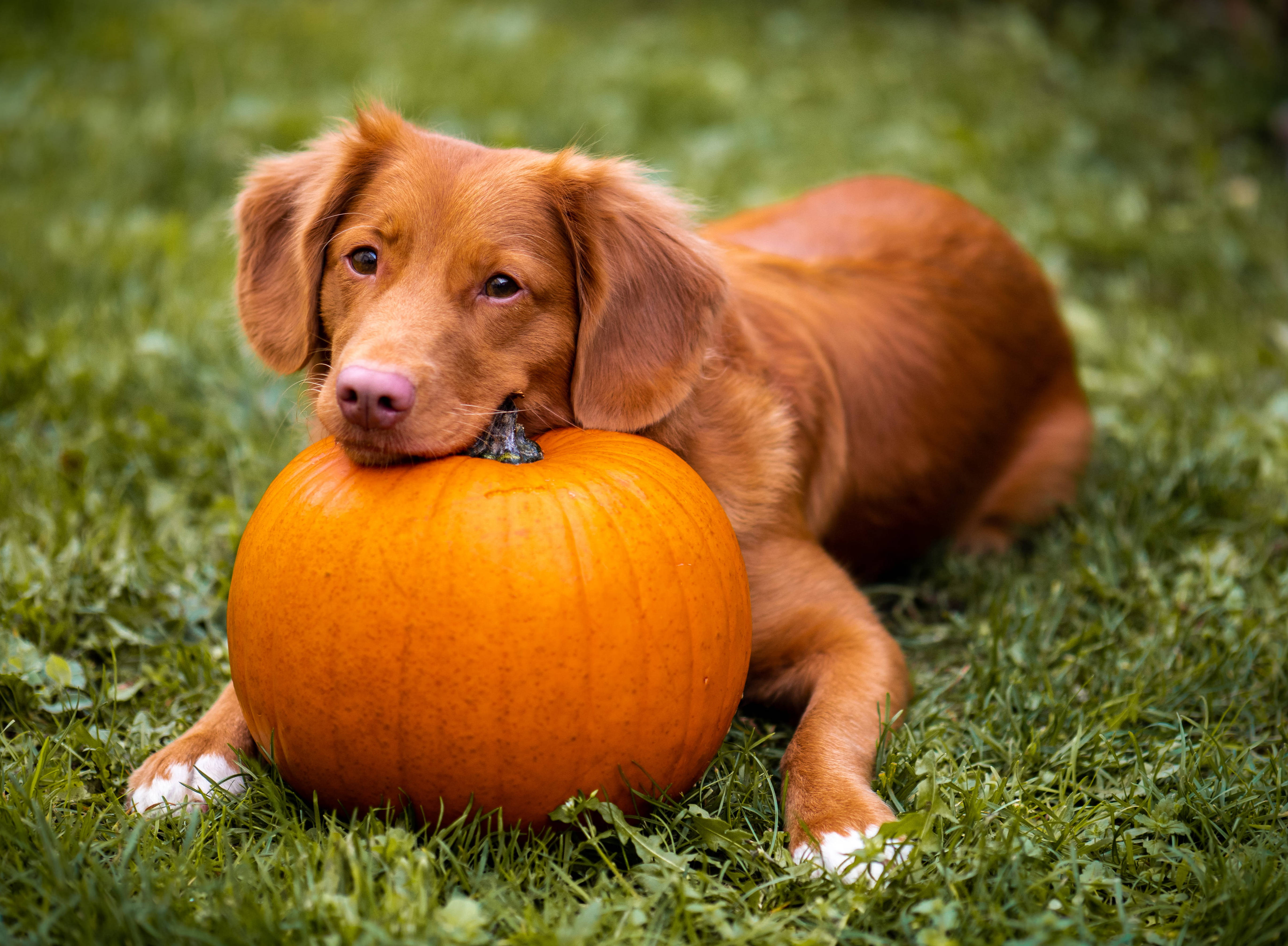 Perro de Halloween Lindo en Campo de Pasto Fondos de pantalla