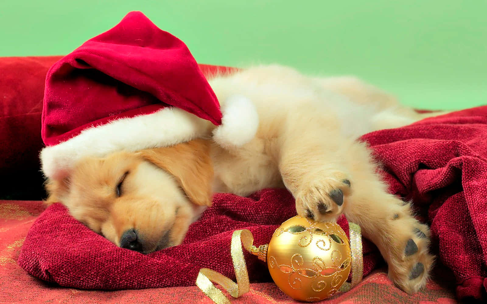Perro Durmiendo con Gorro de Santa Fondos de pantalla