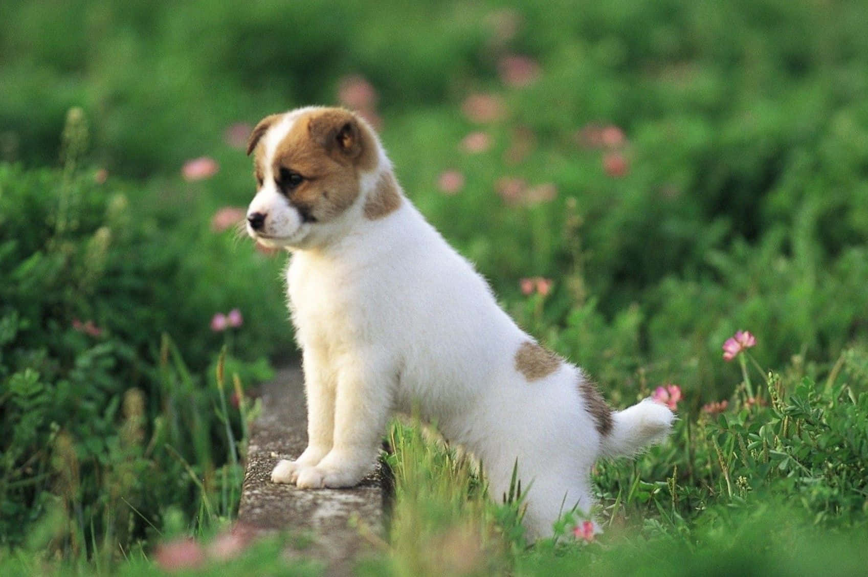 Perro esponjoso y adorable posando para la cámara Fondos de pantalla