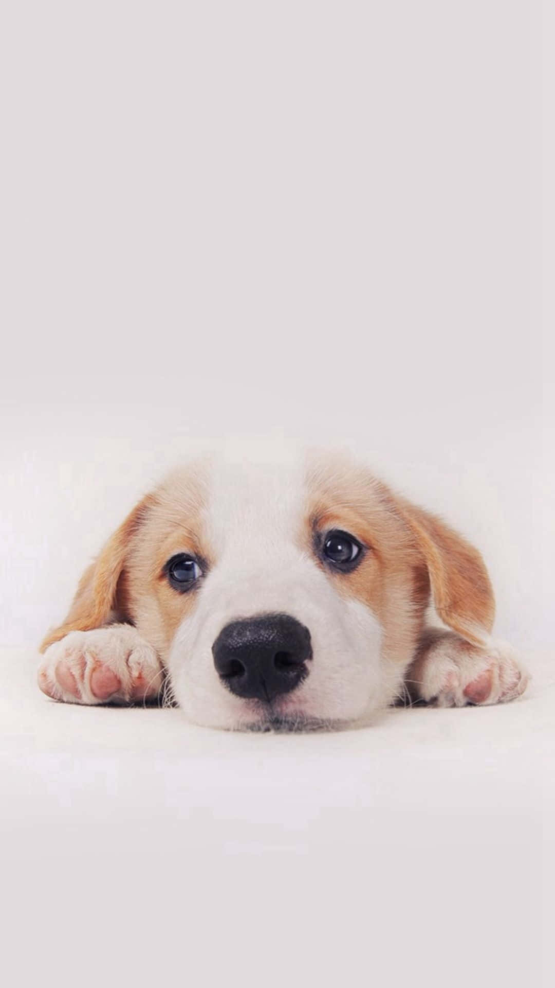 Perro esponjoso y adorable posando para la cámara Fondos de pantalla
