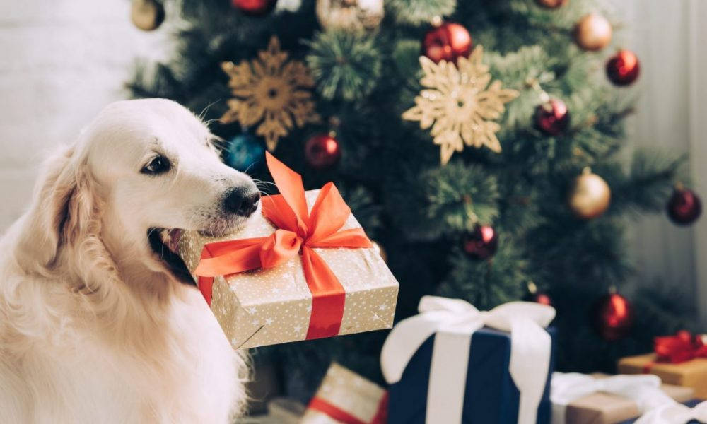 Perro Golden Retriever con regalo de Navidad Fondos de pantalla