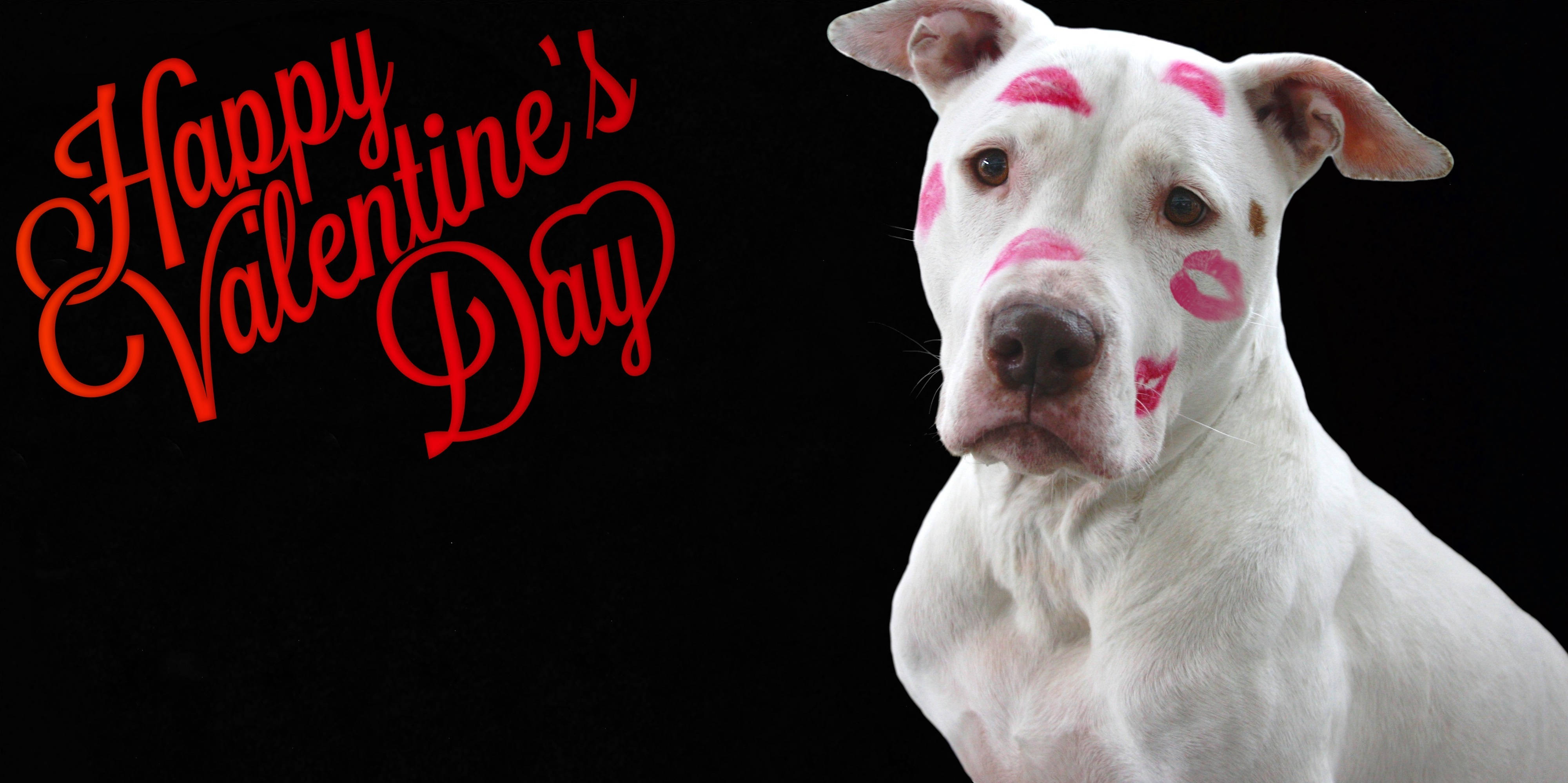 Perro Gracioso de San Valentín Fondos de pantalla