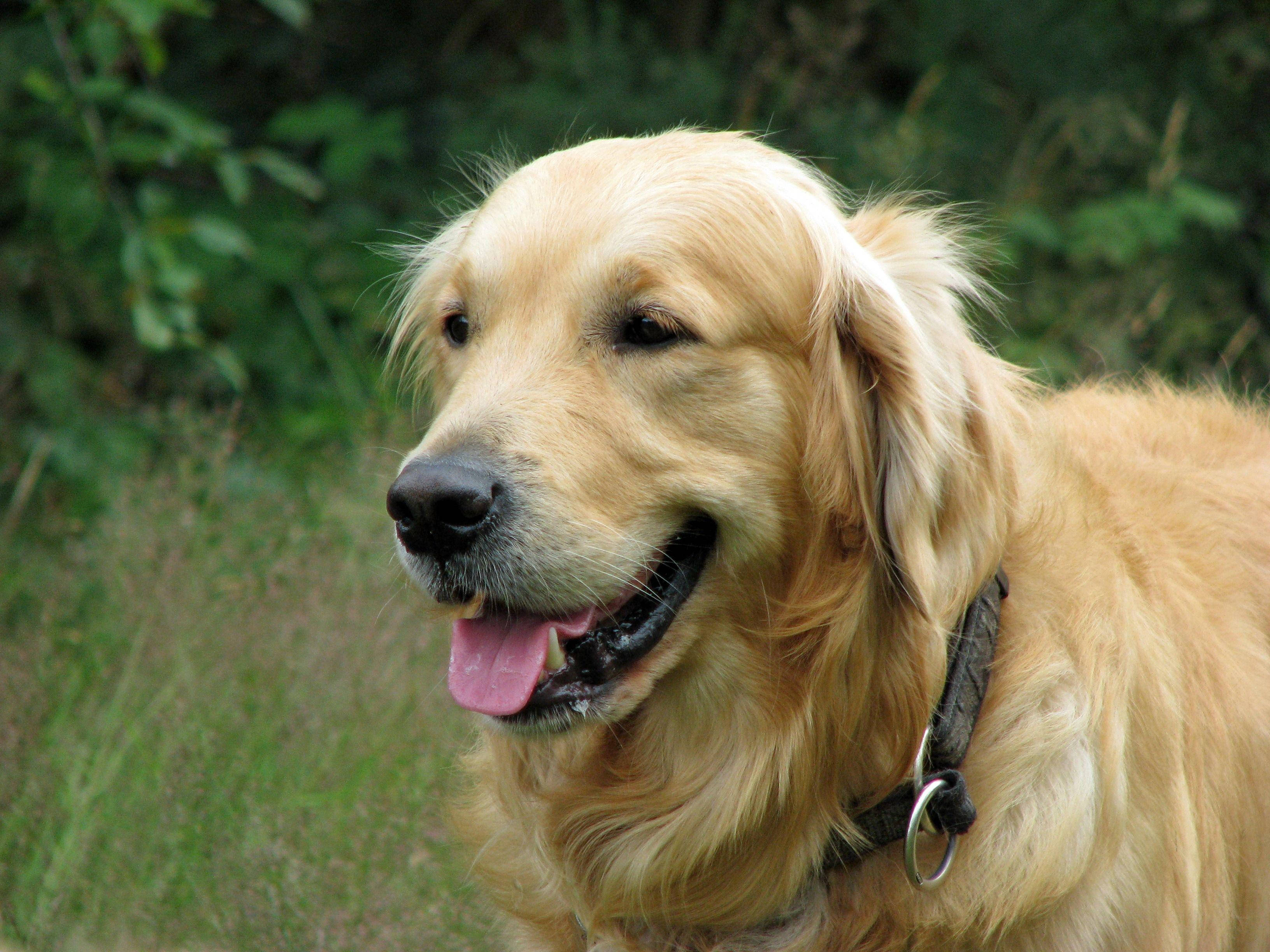 Perro Grande Juguetón Fondos de pantalla