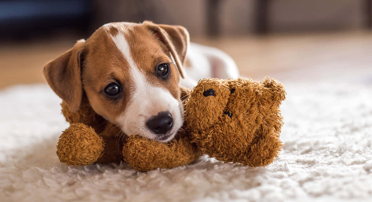 Perro Jack Russell Terrier Pequeño con Osito de Peluche Fondos de pantalla