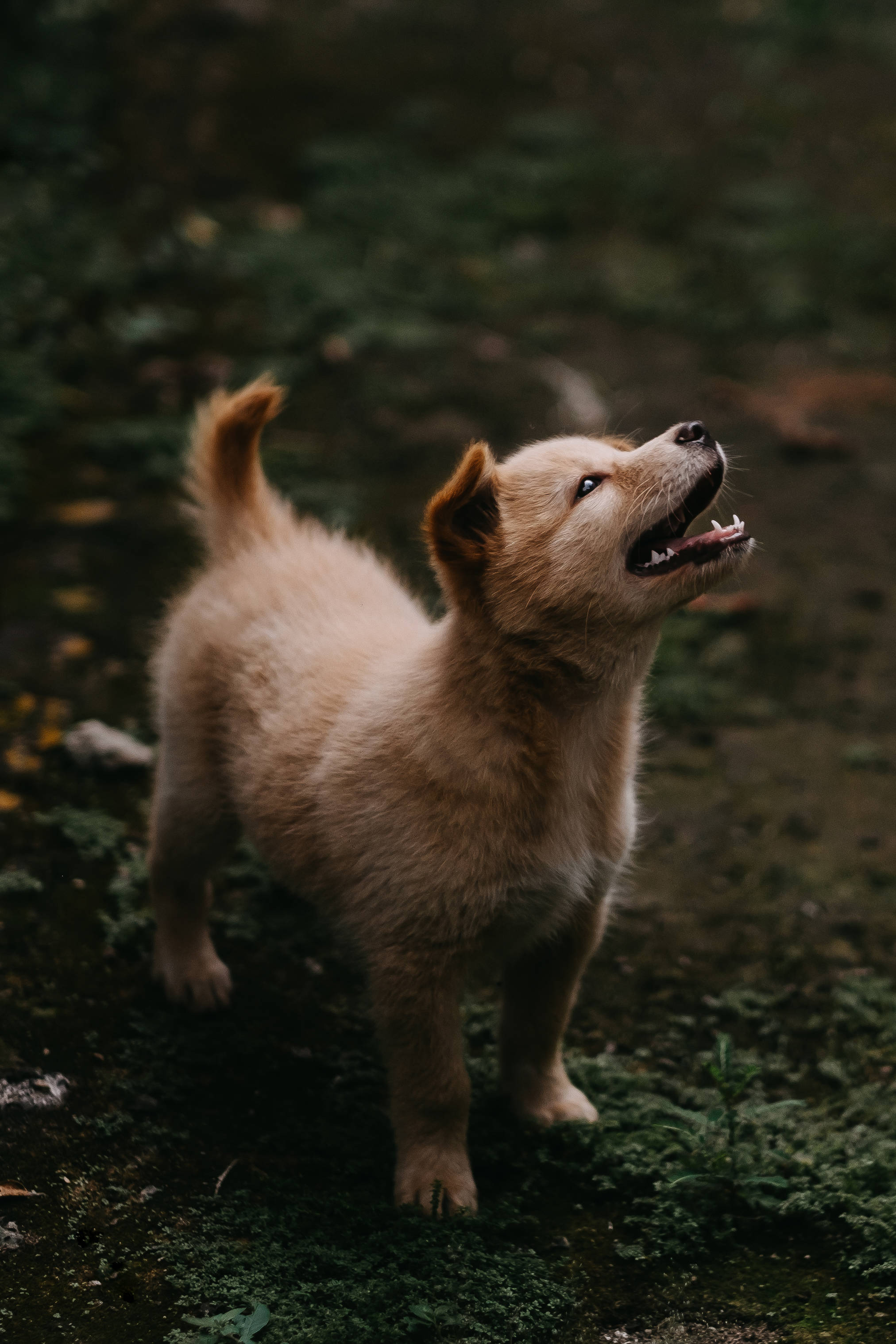 Perro Jindo Lindo en el Pasto Fondos de pantalla