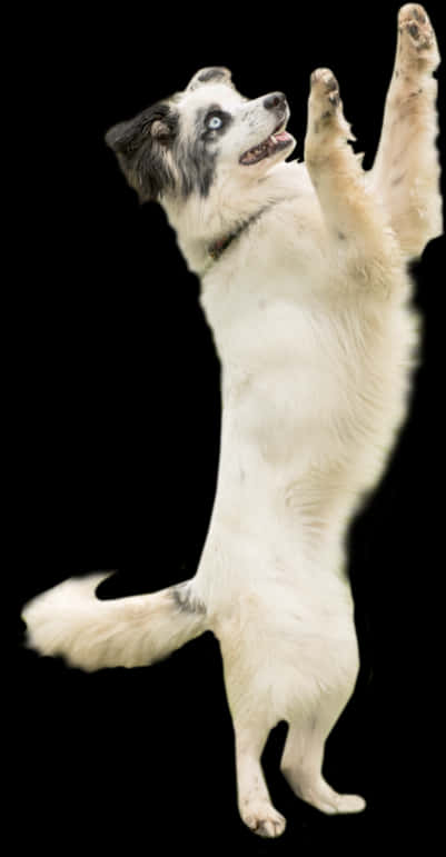 Perro Juguetón Parado en Dos Patas Fondos de pantalla