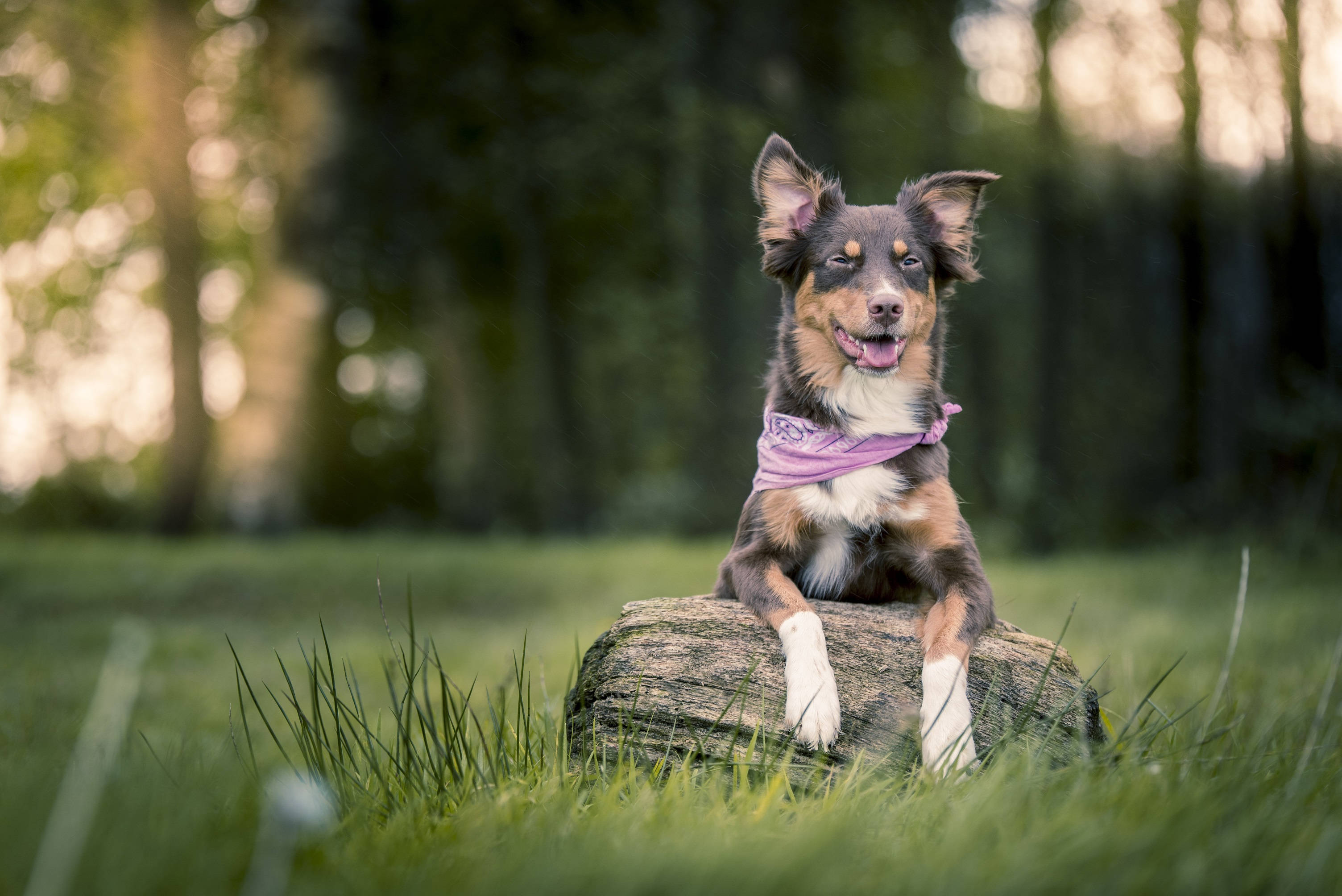 Perro Lindo con Pañoleta Morada Fondos de pantalla
