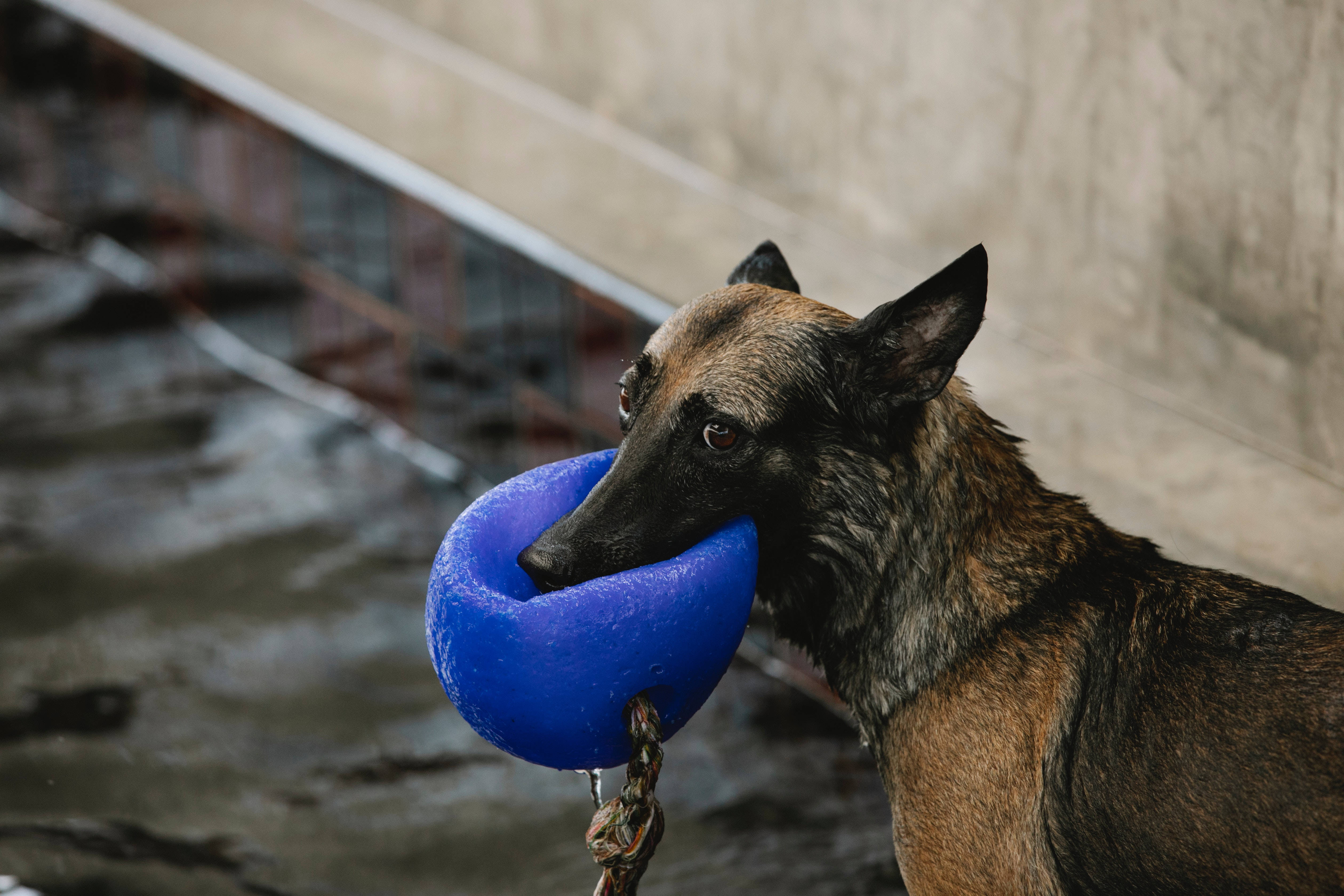 Perro Lindo con Pelota Azul Fondos de pantalla