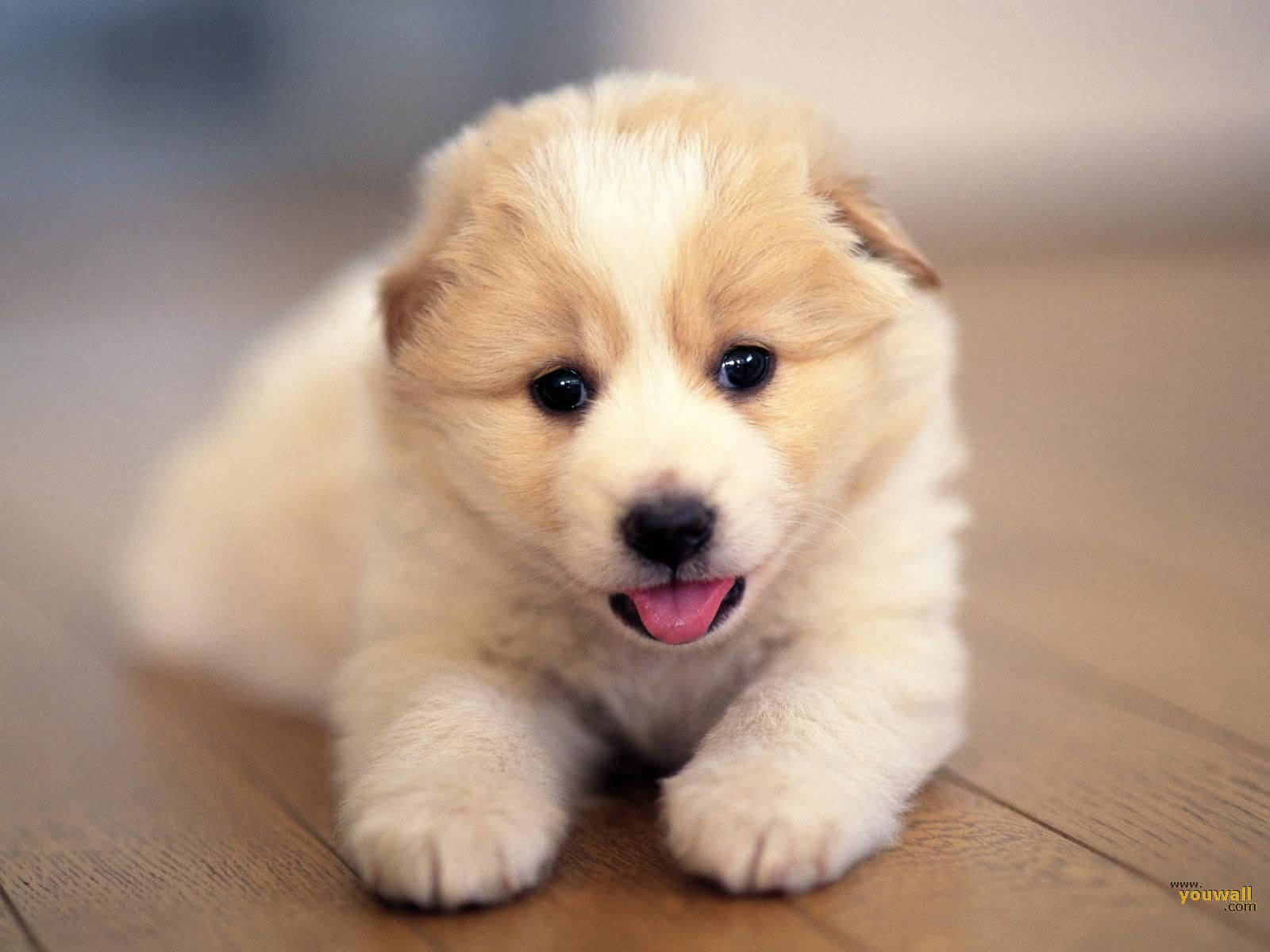 Perro Lindo con Lengüita Afuera Fondos de pantalla