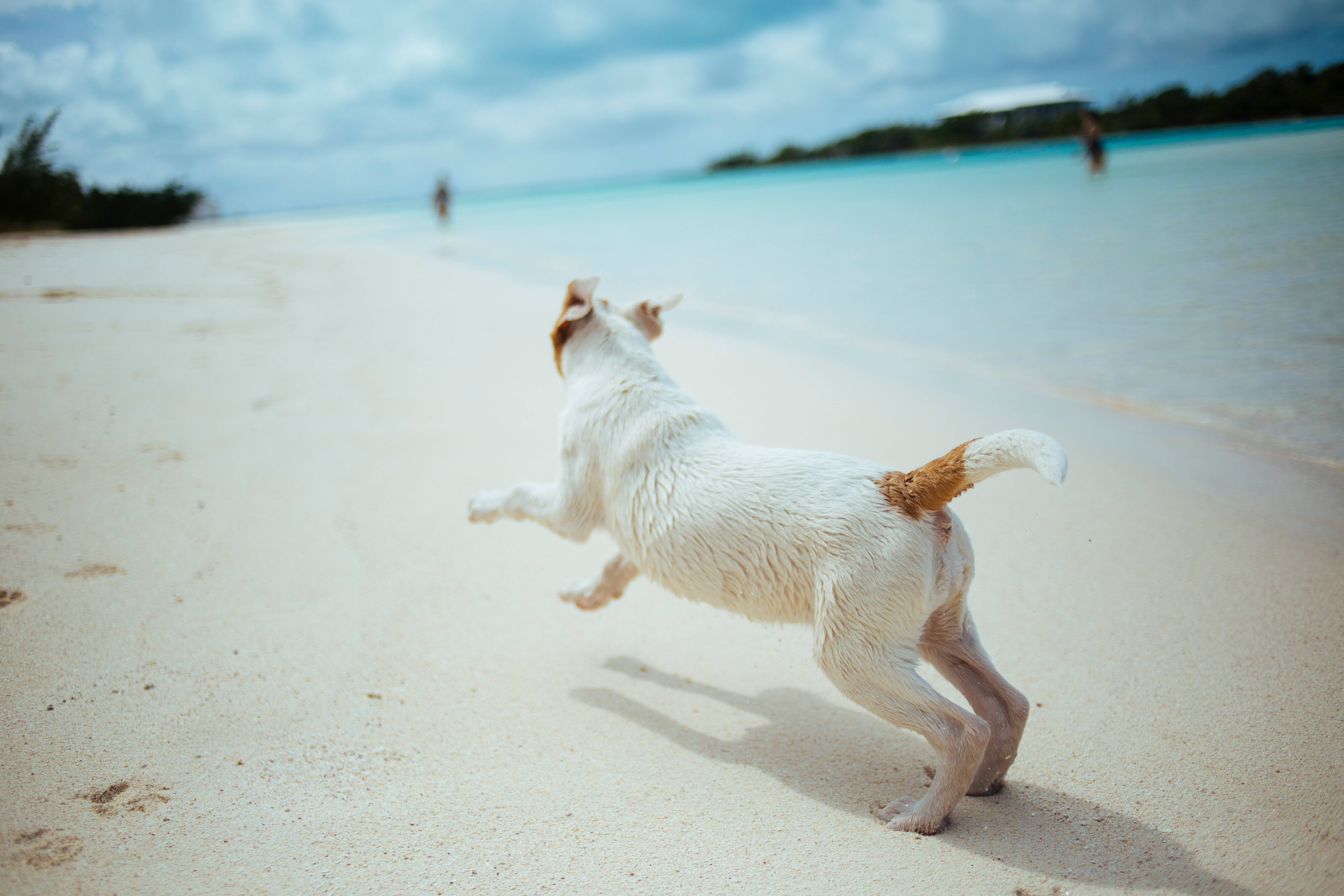 Perro Lindo Corriendo en la Orilla del Mar Fondos de pantalla