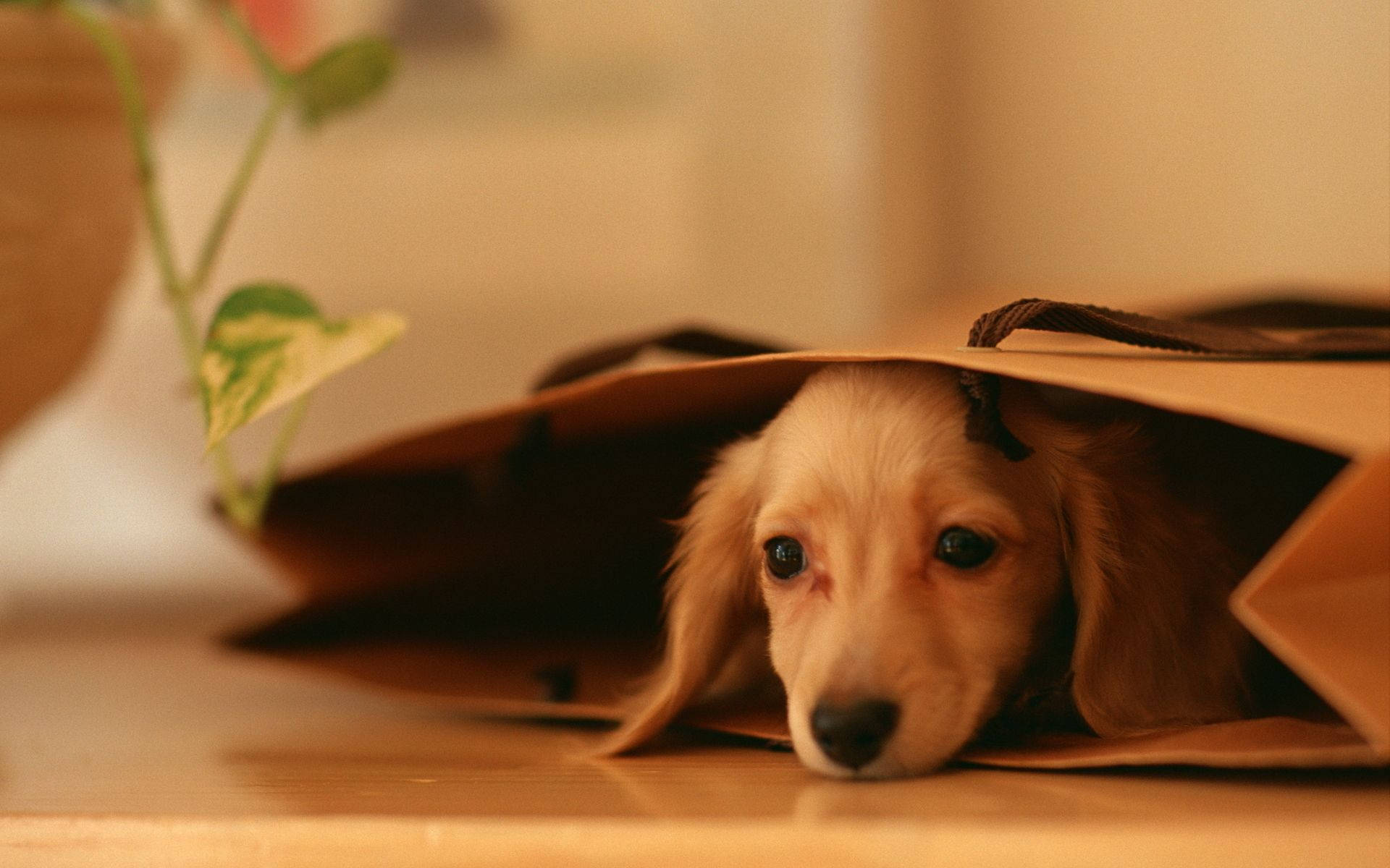 Perro Lindo Dentro de Bolsa Marrón Fondos de pantalla