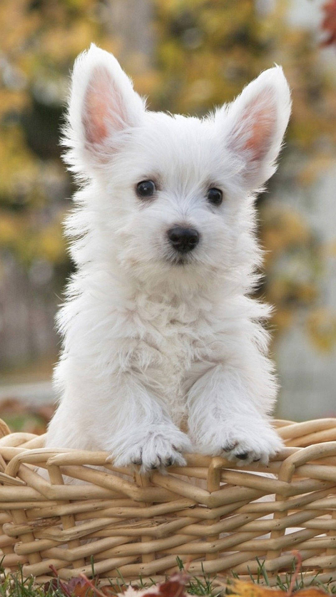 Perro Lindo en Canasta de Mimbre Fondos de pantalla