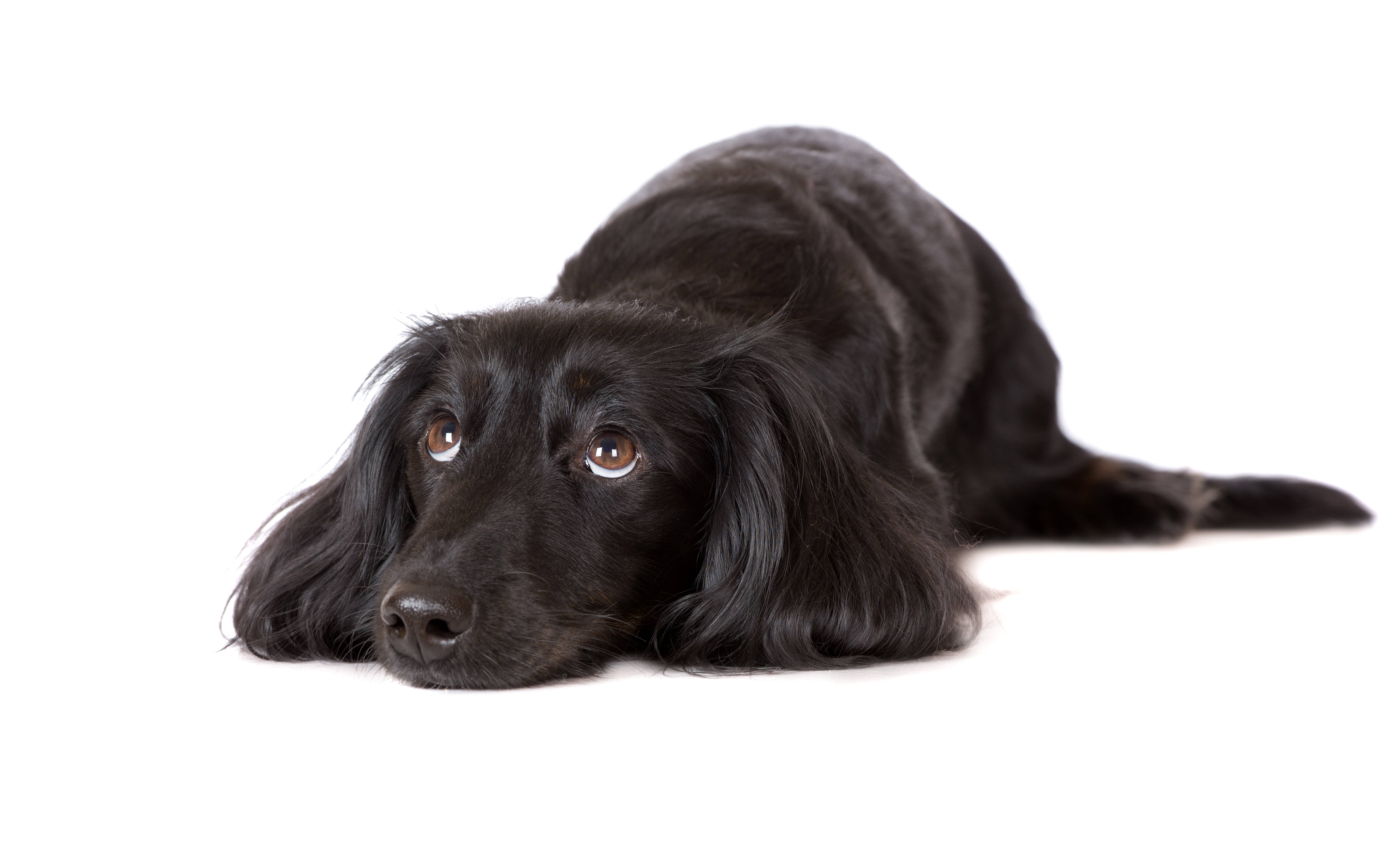 Perro Lindo Flat-Coated Retriever Fondos de pantalla