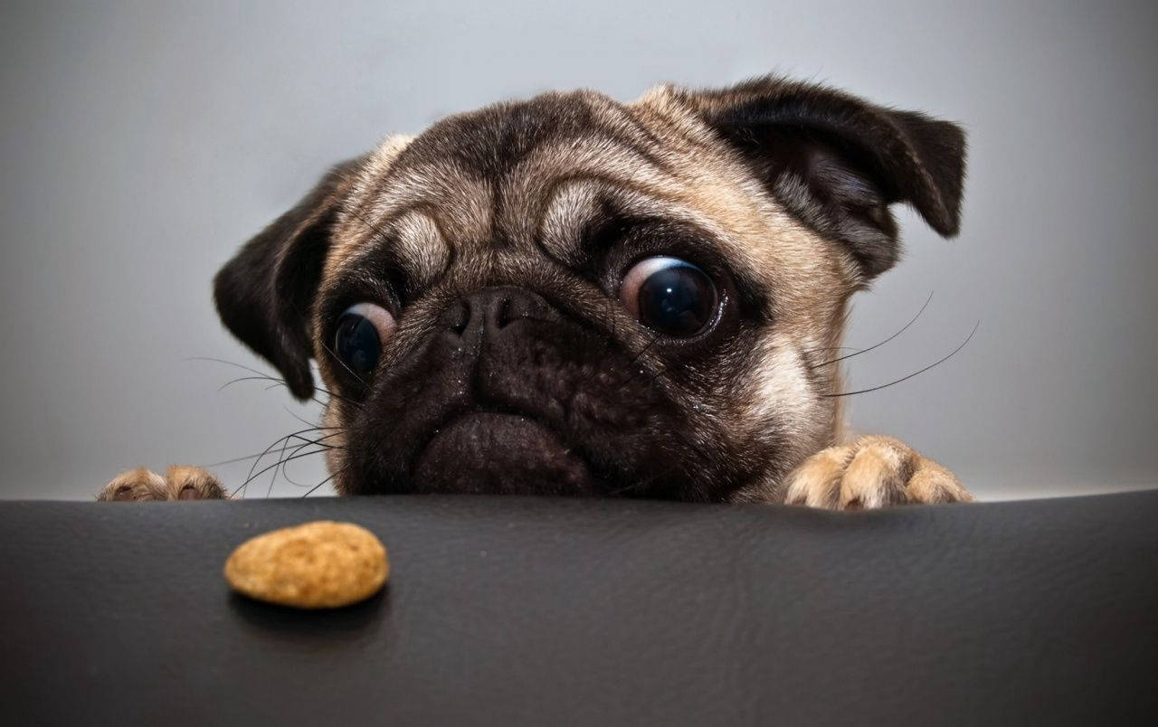 Perro Lindo Mirando una Cáscara de Nuez Fondos de pantalla