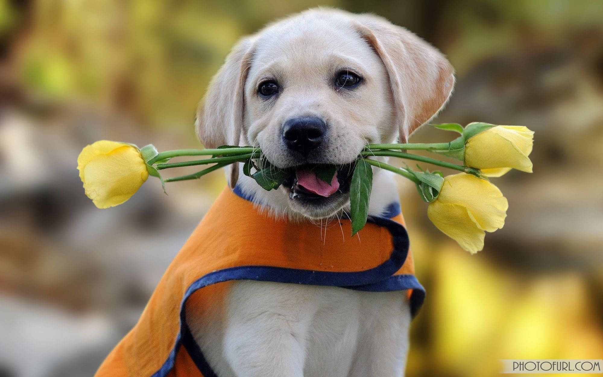 Perro Lindo Mordiendo Tulipanes Fondos de pantalla