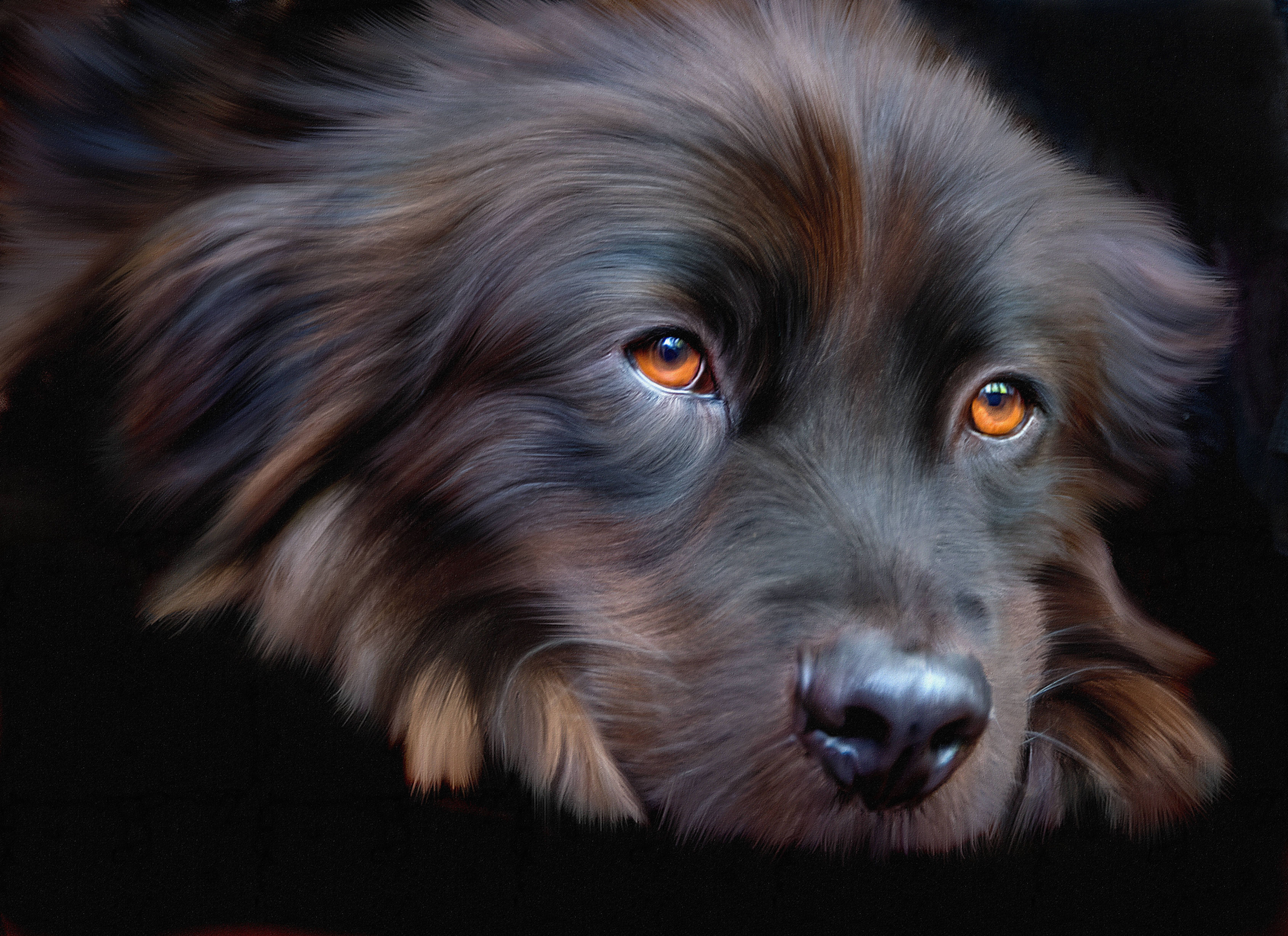 Perro Lindo Ojos Naranjas Fondos de pantalla