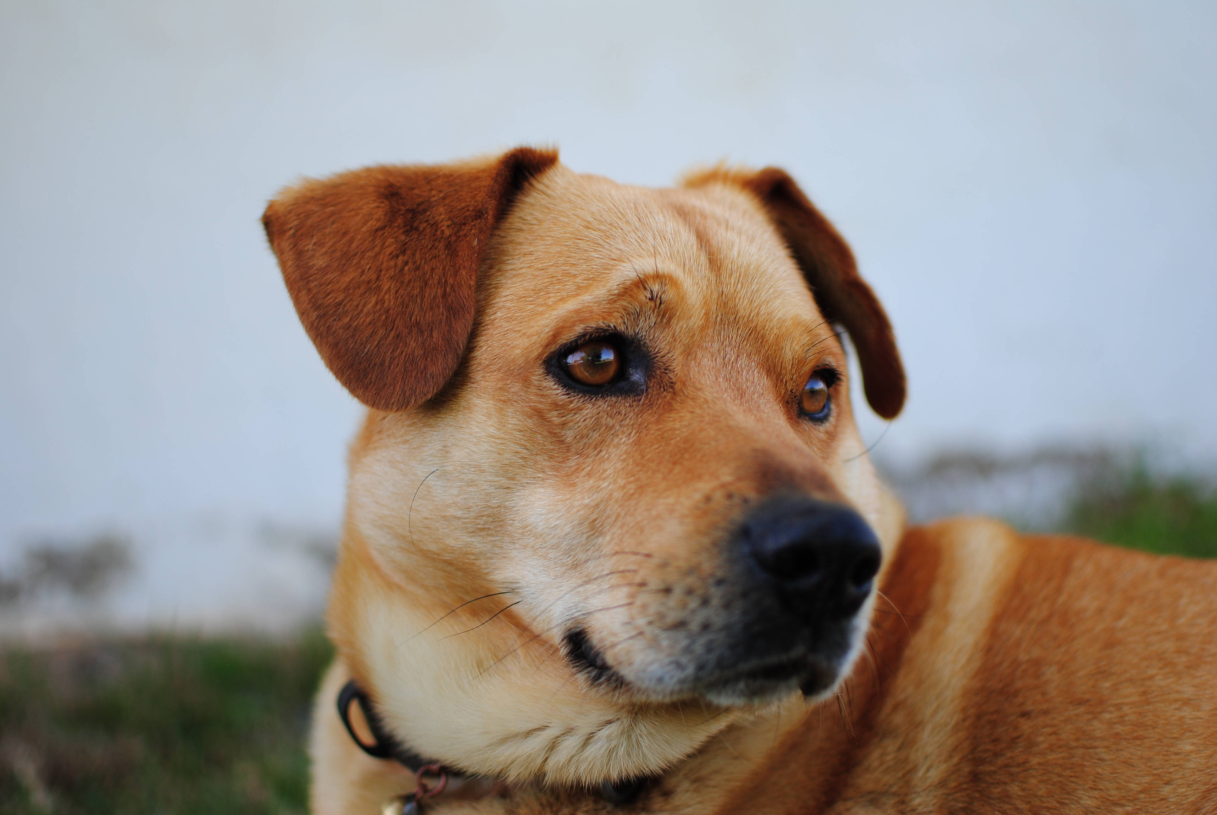 Perro Lindo Pinscher Austriaco Fondos de pantalla