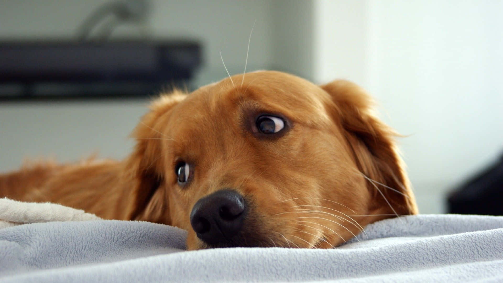 Perro Lindo Relajándose en el Pasto Fondos de pantalla