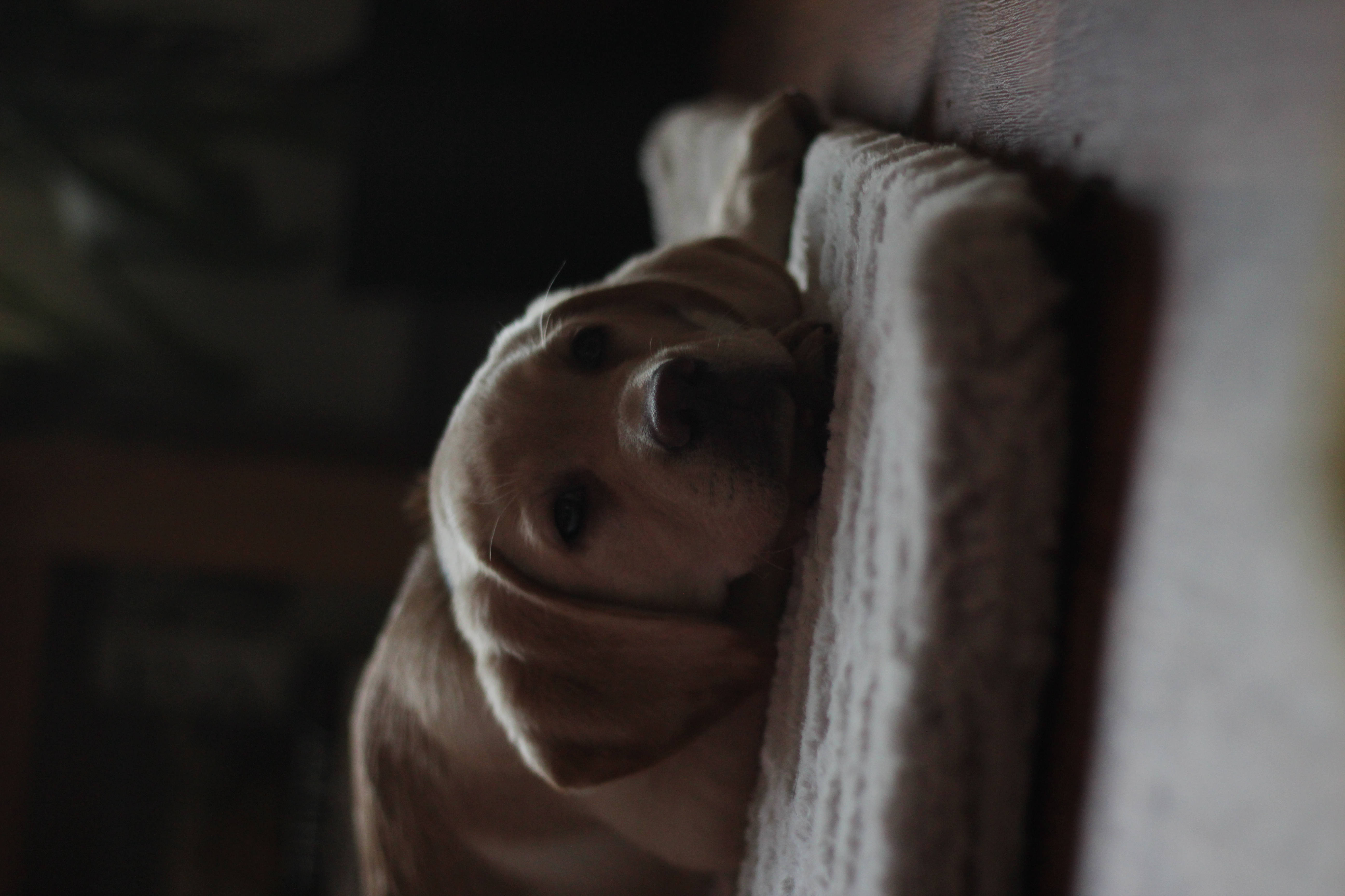 Perro Lindo Sobre Cojín Blanco Fondos de pantalla