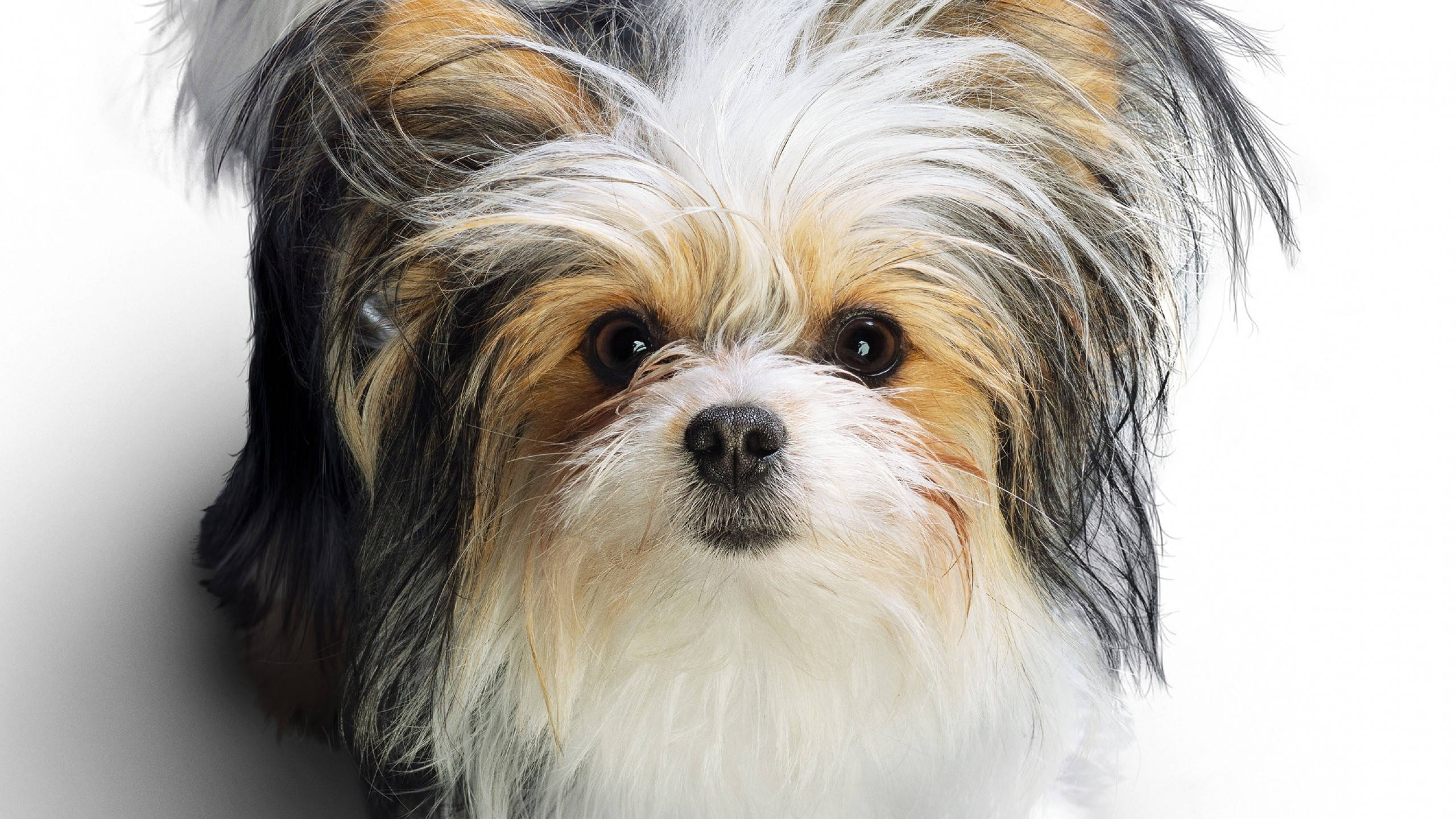 Perro Lindo Terrier Tricolor Fondos de pantalla