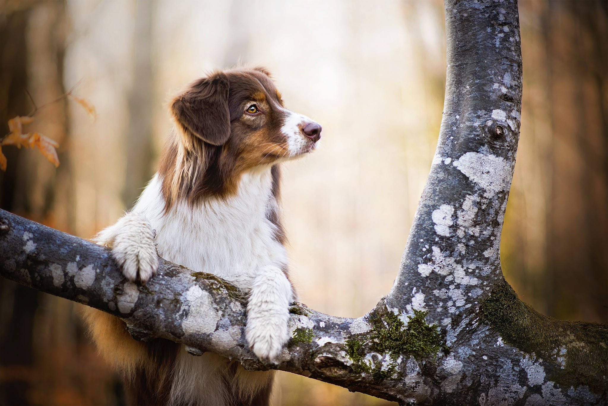 Perro Lindo Trepando un Árbol Fondos de pantalla