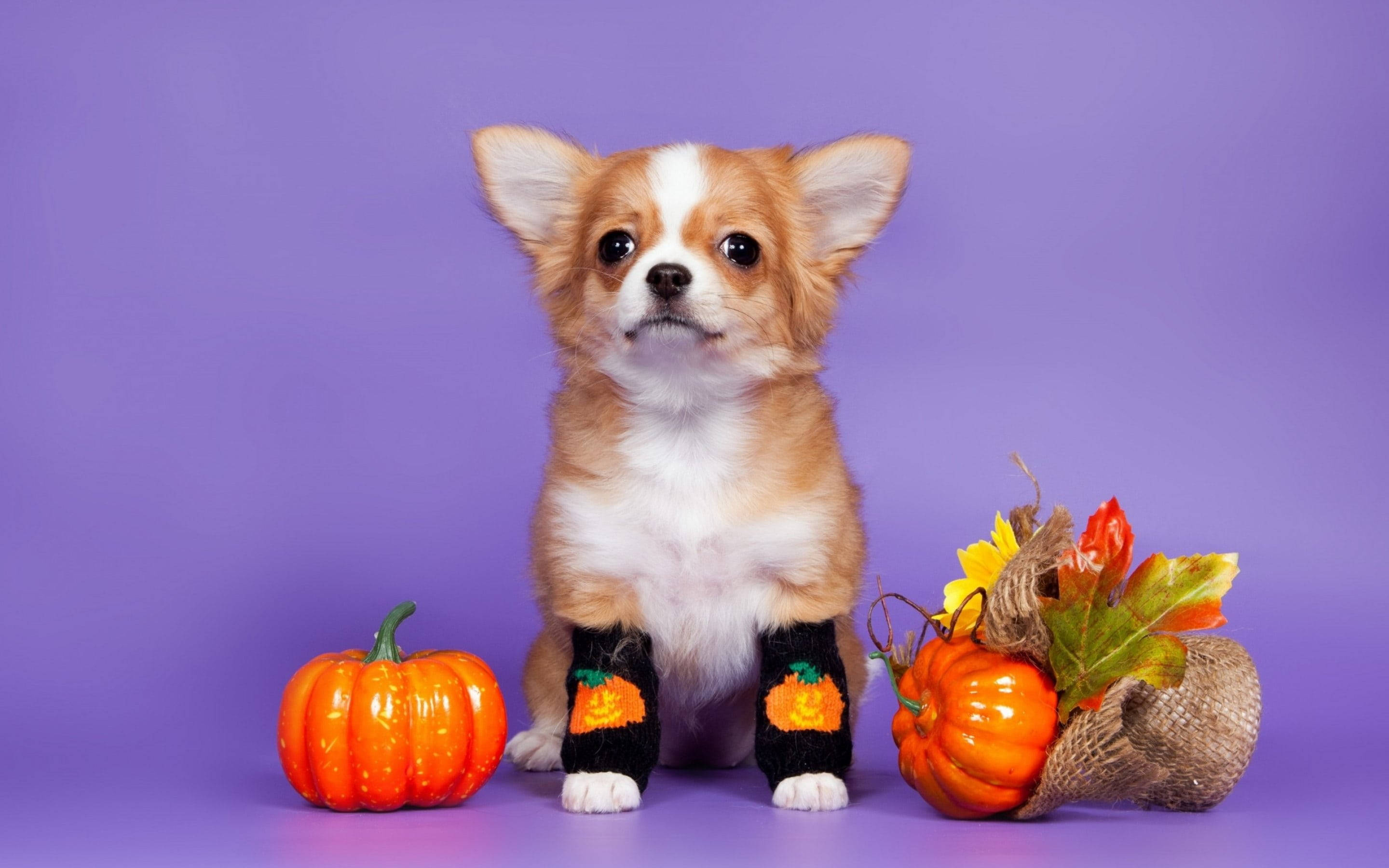 Perro Lindo y Estético de Halloween Fondos de pantalla