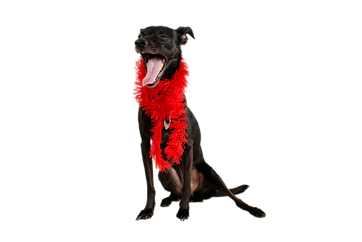 Perro Negro con Boa de Plumas Rojas Bostezando Fondos de pantalla