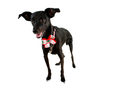 Perro negro con moño navideño Fondos de pantalla