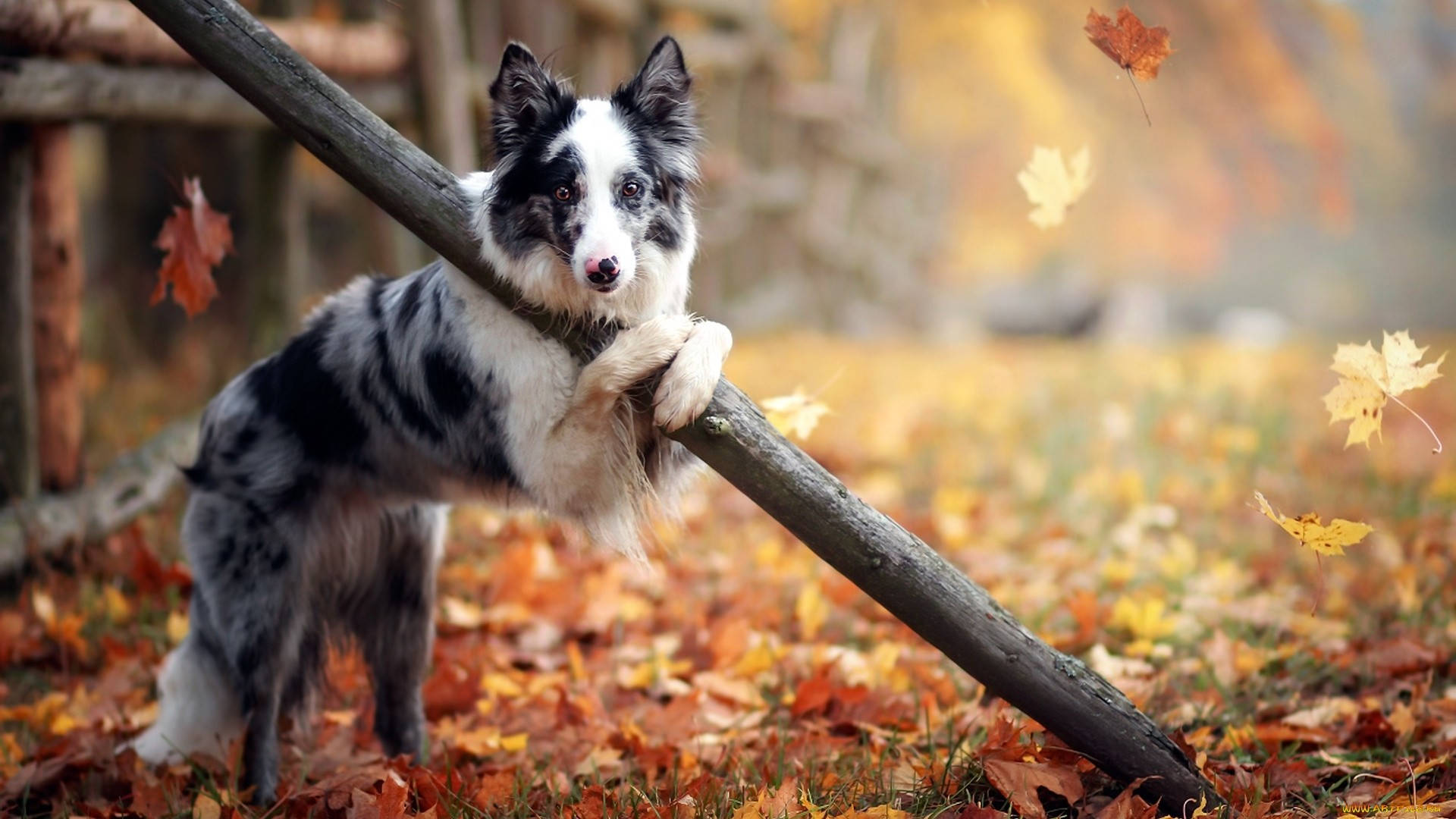 Perro Otoñal Lindo Fondos de pantalla