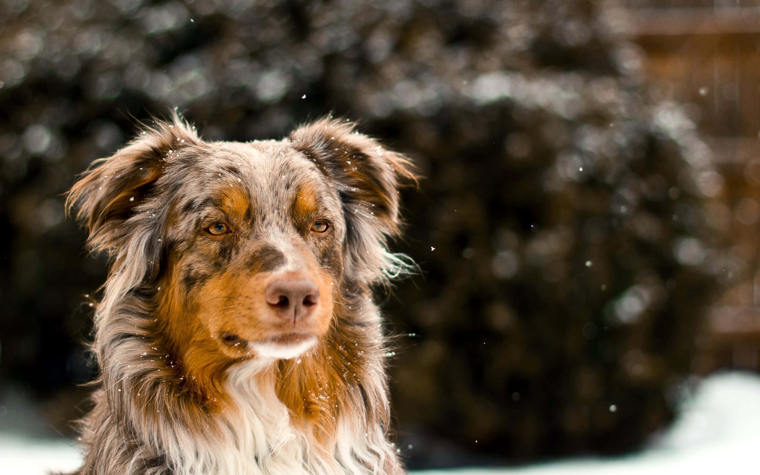 Perro Pastor Australiano en Nieve de Invierno Fondos de pantalla