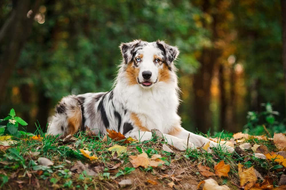 Perro Pastor Australiano en una Nostálgica Imagen de Otoño Fondos de pantalla