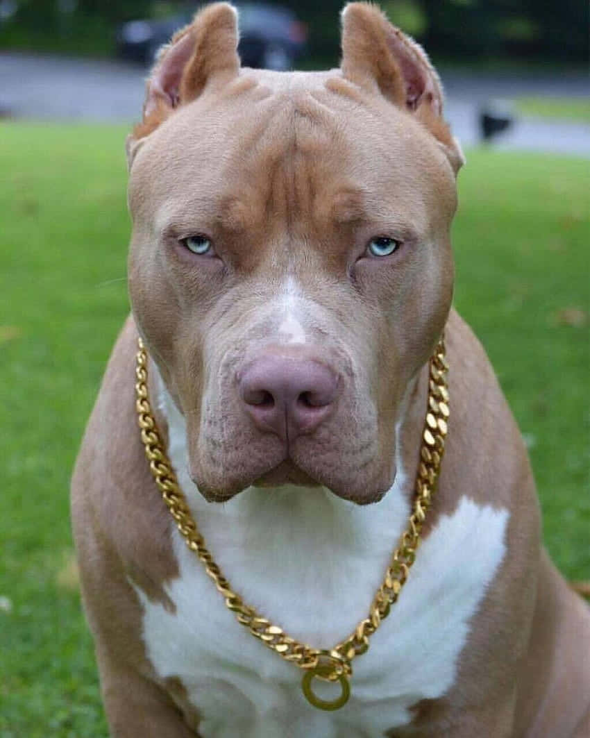 Perro Pitbull con collar de oro Fondos de pantalla