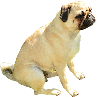 Perro Pug Sentado Fondo Negro Fondos de pantalla