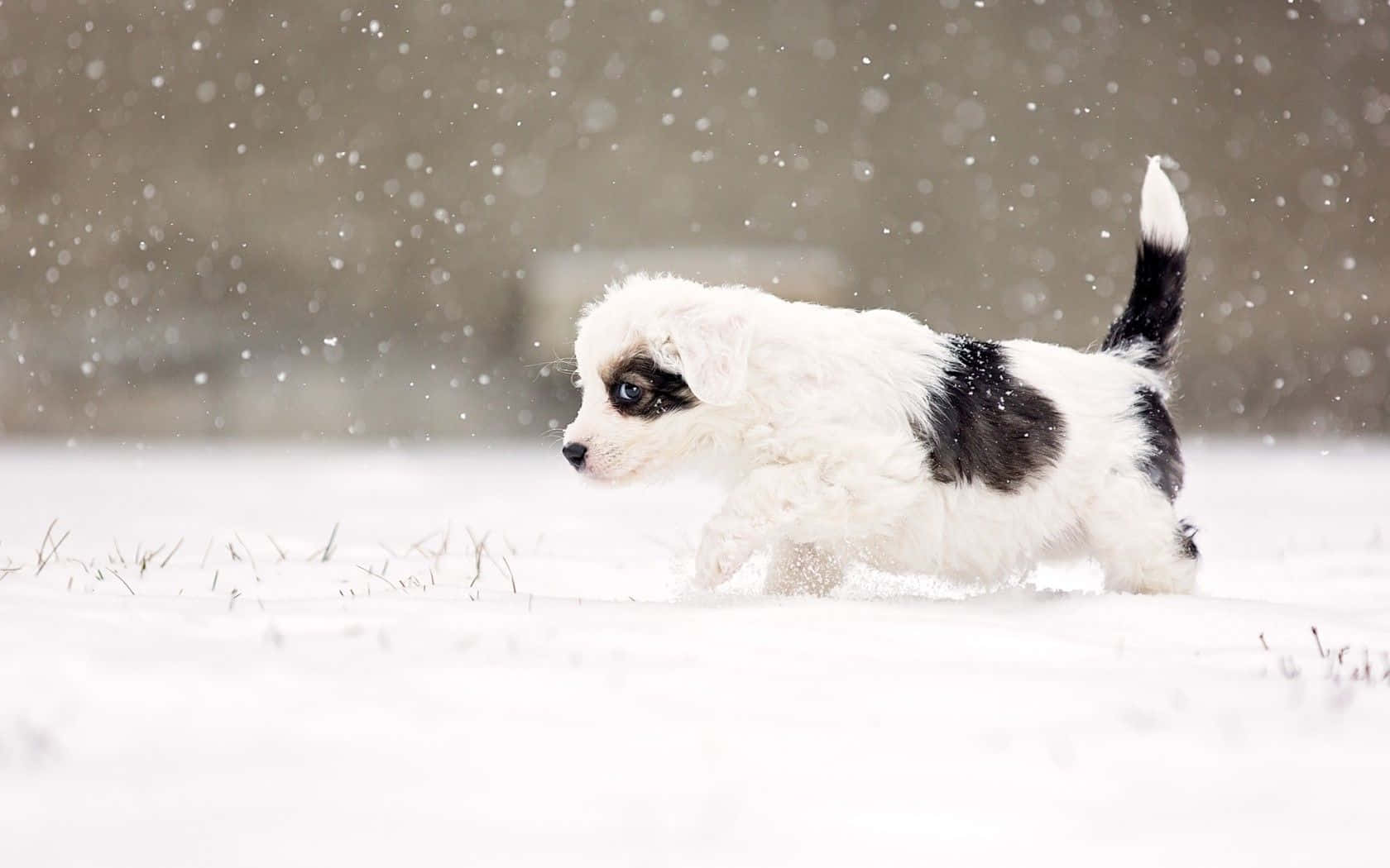 Perro rechoncho paseando en invierno Fondos de pantalla