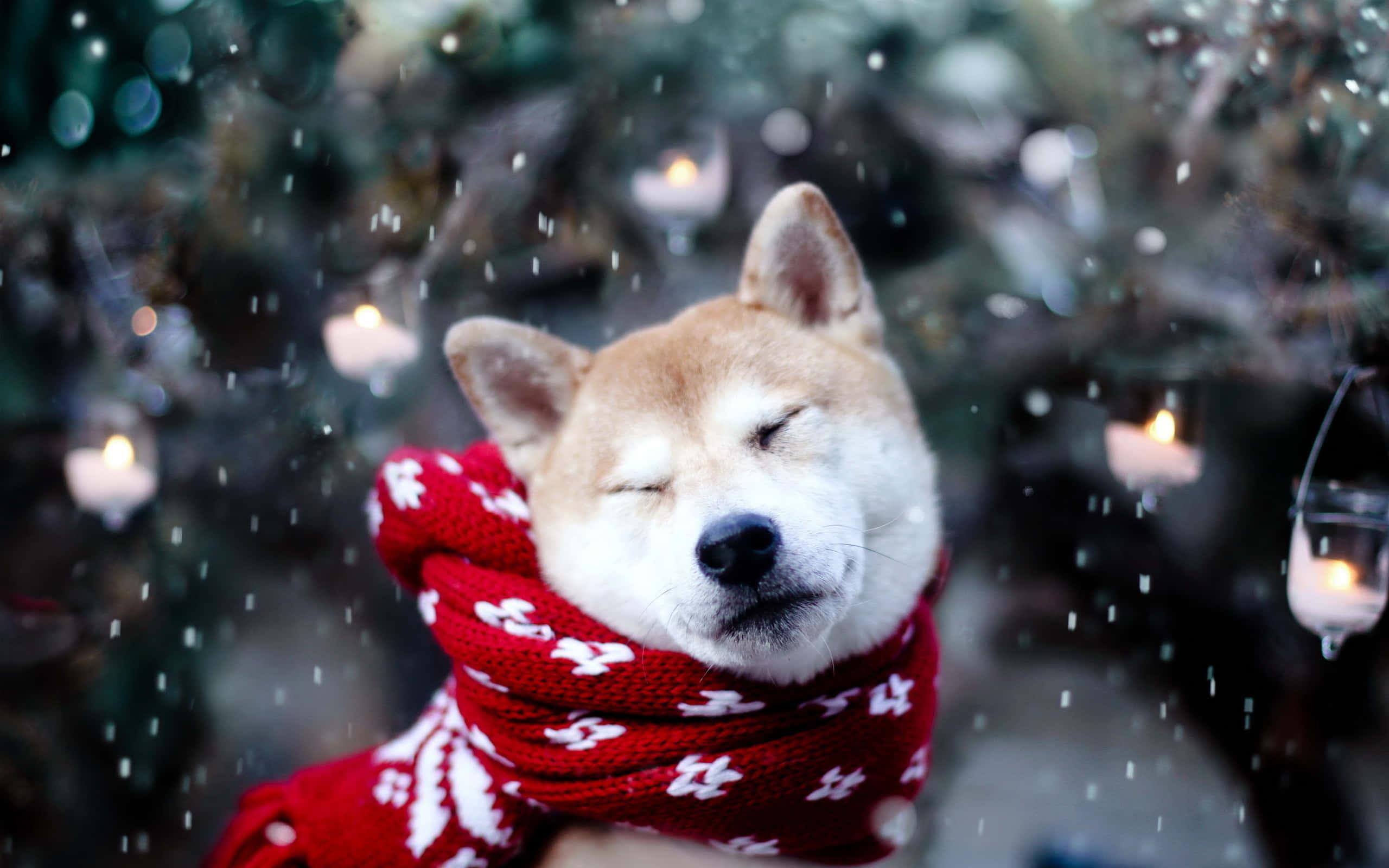 Perro Shiba Navideño Nevado Fondos de pantalla