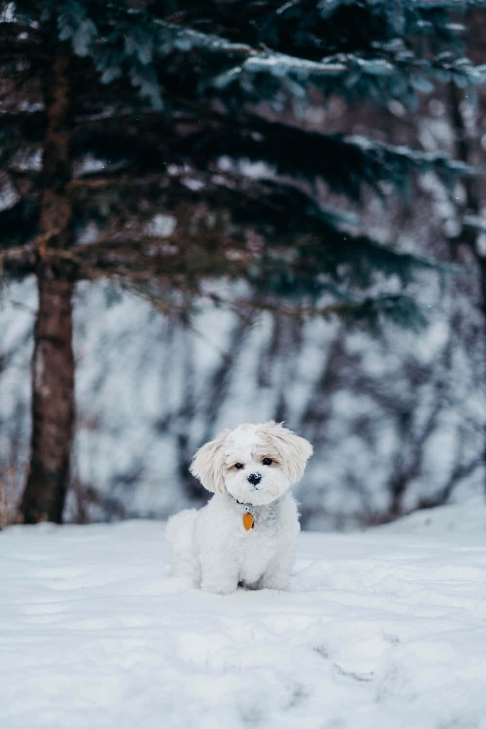 Perro Shih Tzu en Invierno Fondos de pantalla